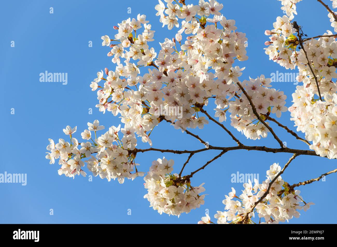 Zweig der Yoshino Kirschblüte gegen blauen Frühlingsshimmel Stockfoto