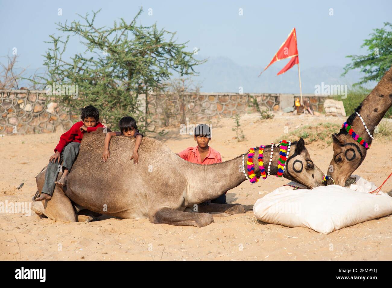 Drei Jungen sitzen neben und auf Kamelen ihrer Familie auf der Pushkar Camel Fair, Indien Stockfoto