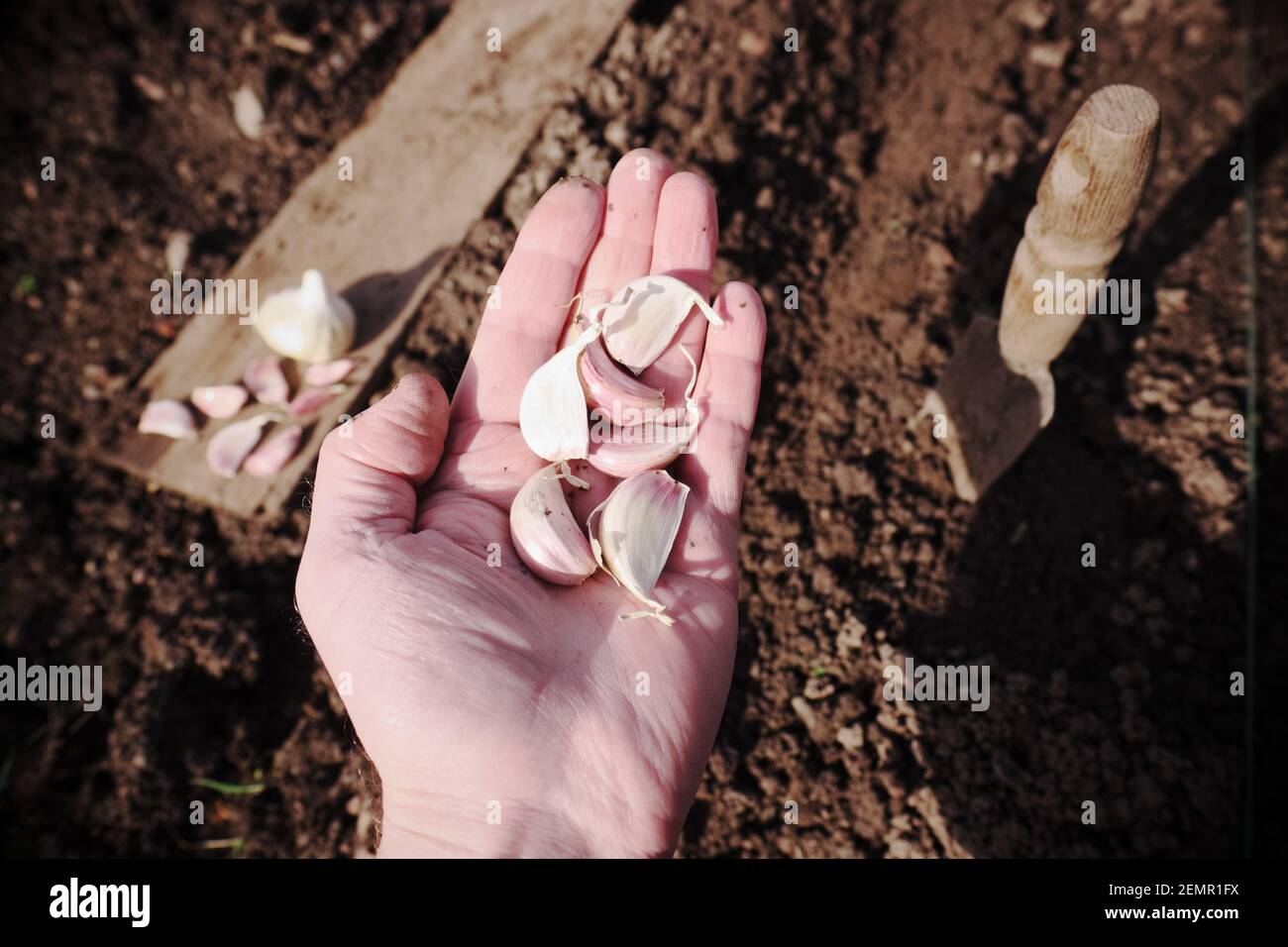 Knoblauchzehen Pflanzen, Variante Germidour auf einem Zuteilungsgarten im Februar 2021 UK Stockfoto