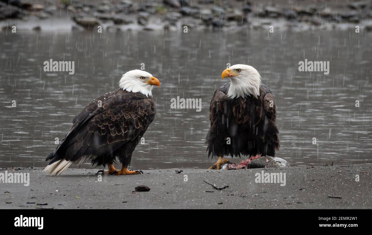 Paar Erwachsene Weißkopfseeadler am Flussufer mit Schneefall Am Ufer des Nooksack River im Westen Washingtons Status Stockfoto