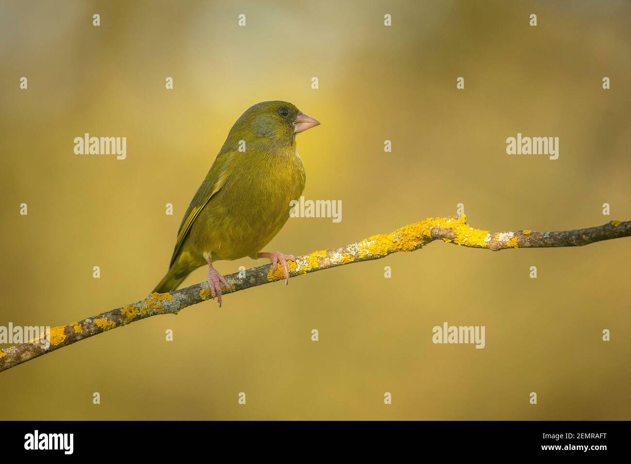 greenfinch thront auf einem Ast mit dem Hintergrund aus Fokus Stockfoto