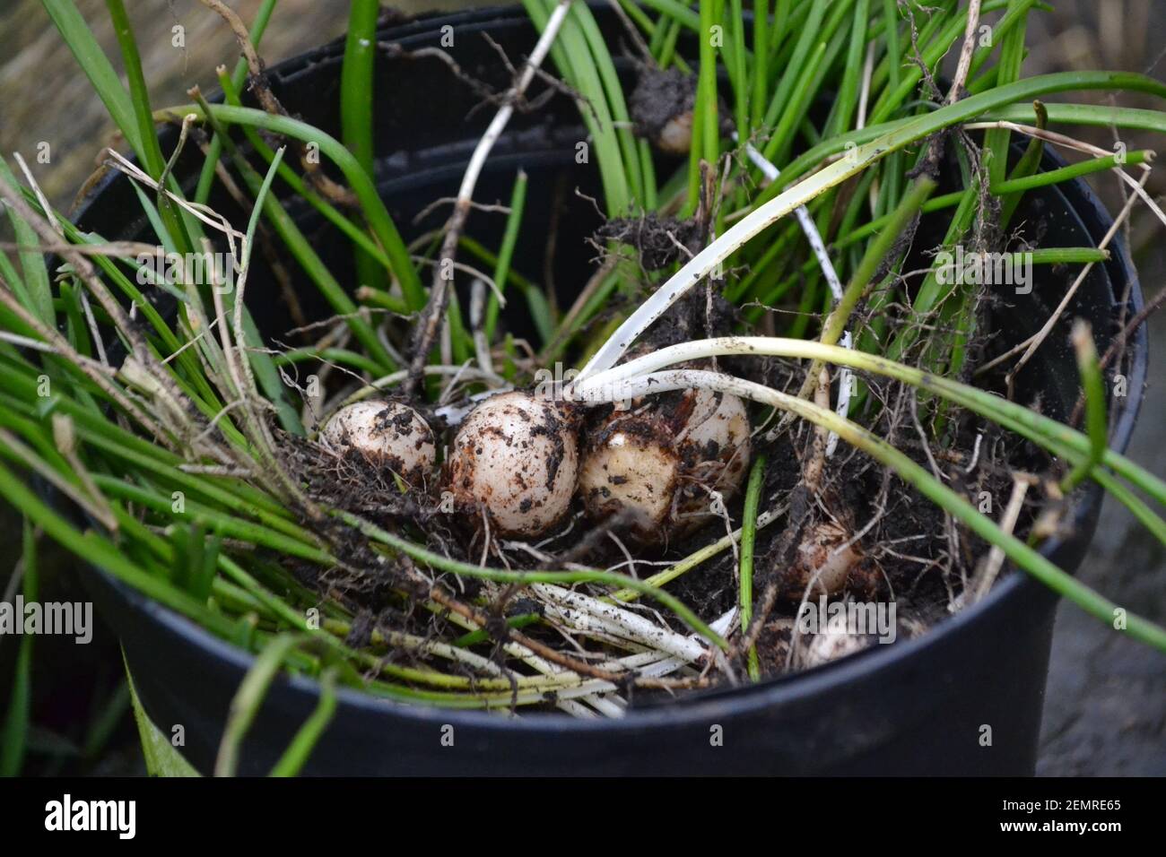 Gartenpflanzen Glühbirnen Frisch Ausgegraben - Boden Und Schlamm Bedeckt - Frühling - Zuteilung - Neues Leben - Wurzeln Wächst - Yorkshire - Großbritannien Stockfoto