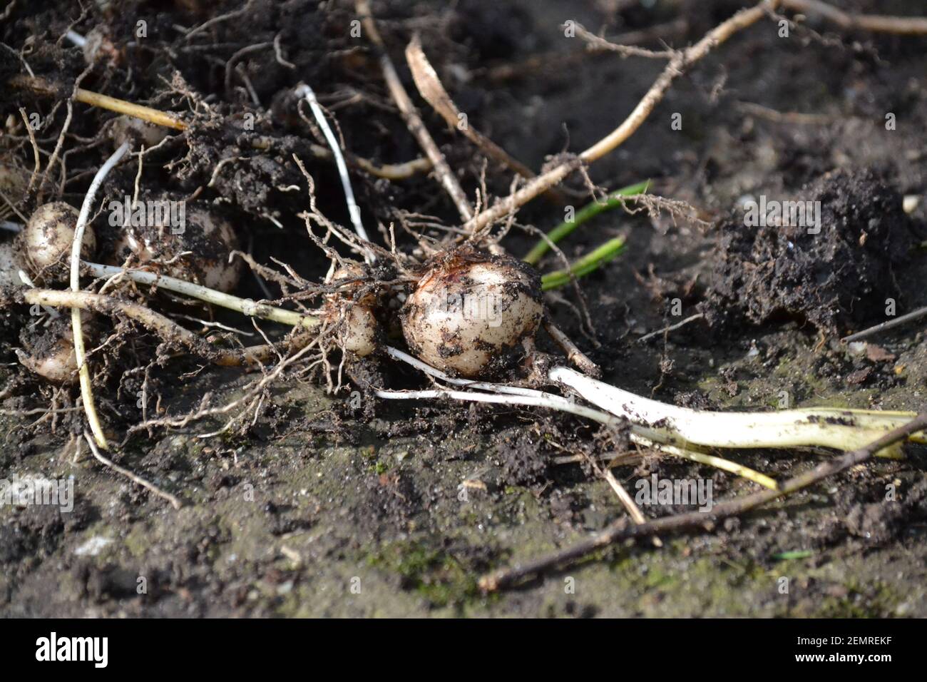 Gartenpflanzen Glühbirnen Frisch Ausgegraben - Boden Und Schlamm Bedeckt - Frühling - Zuteilung - Neues Leben - Wurzeln Wächst - Yorkshire - Großbritannien Stockfoto