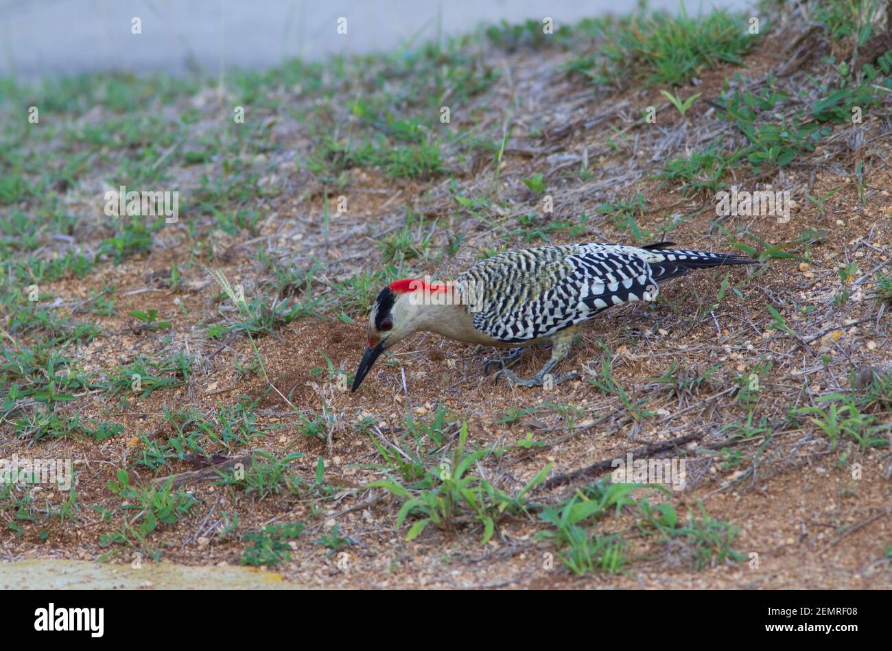 Westindischer Specht, Melanerpes superciliaris, alleinerziehende Frau, die am Boden nach Nahrung sucht, Zapata Peninsula, Provinz Matanzas, Kuba Stockfoto