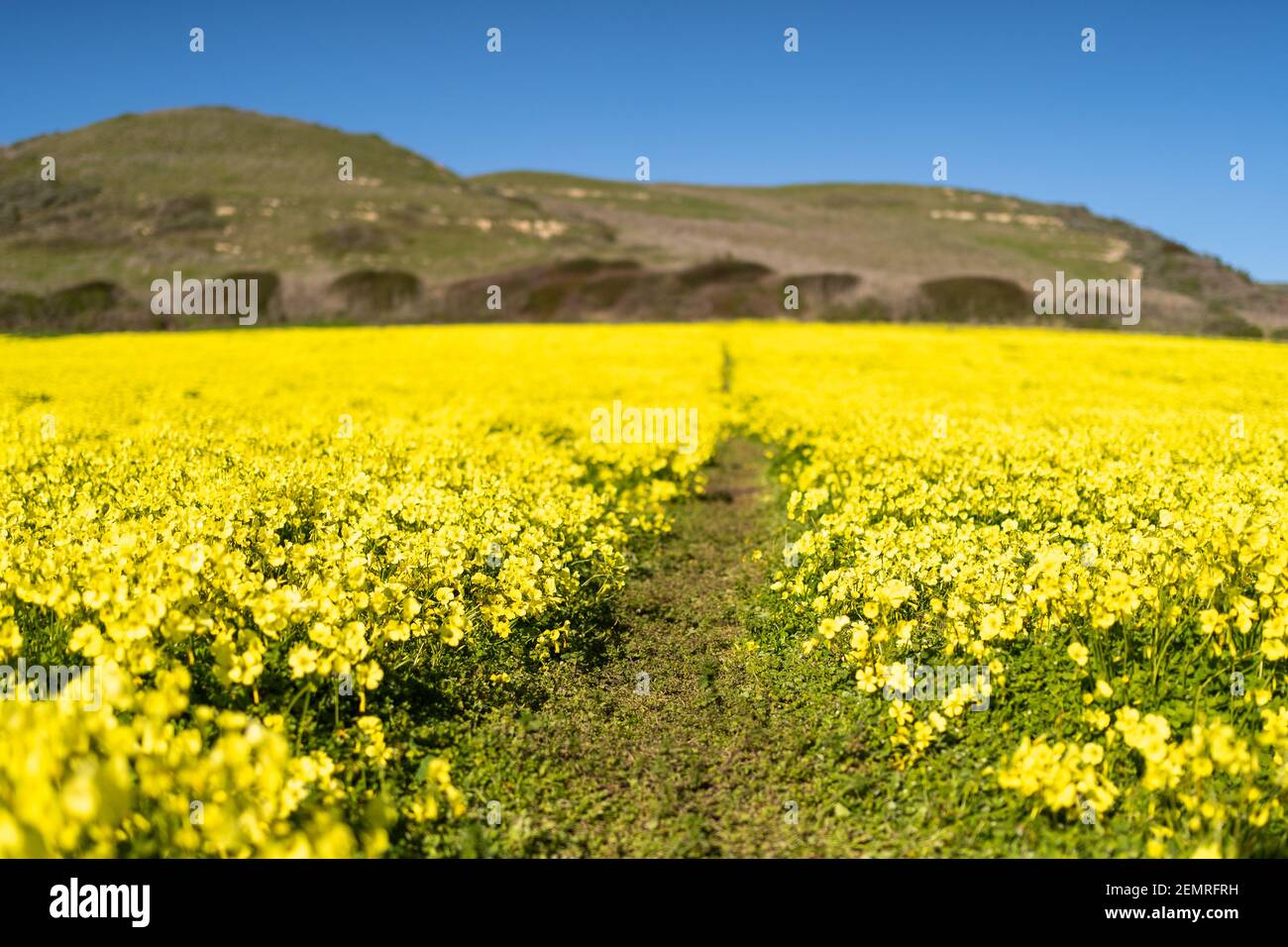 Senfblumenfeld in kalifornien Stockfoto
