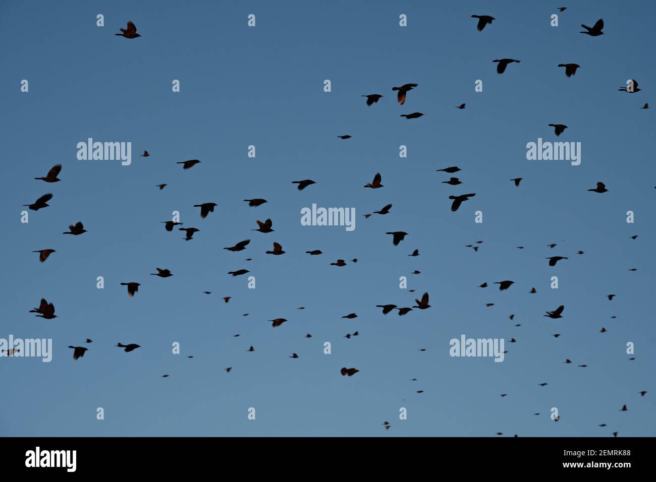 Große Schar von Grauen im Flug gegen den Abendhimmel Stockfoto