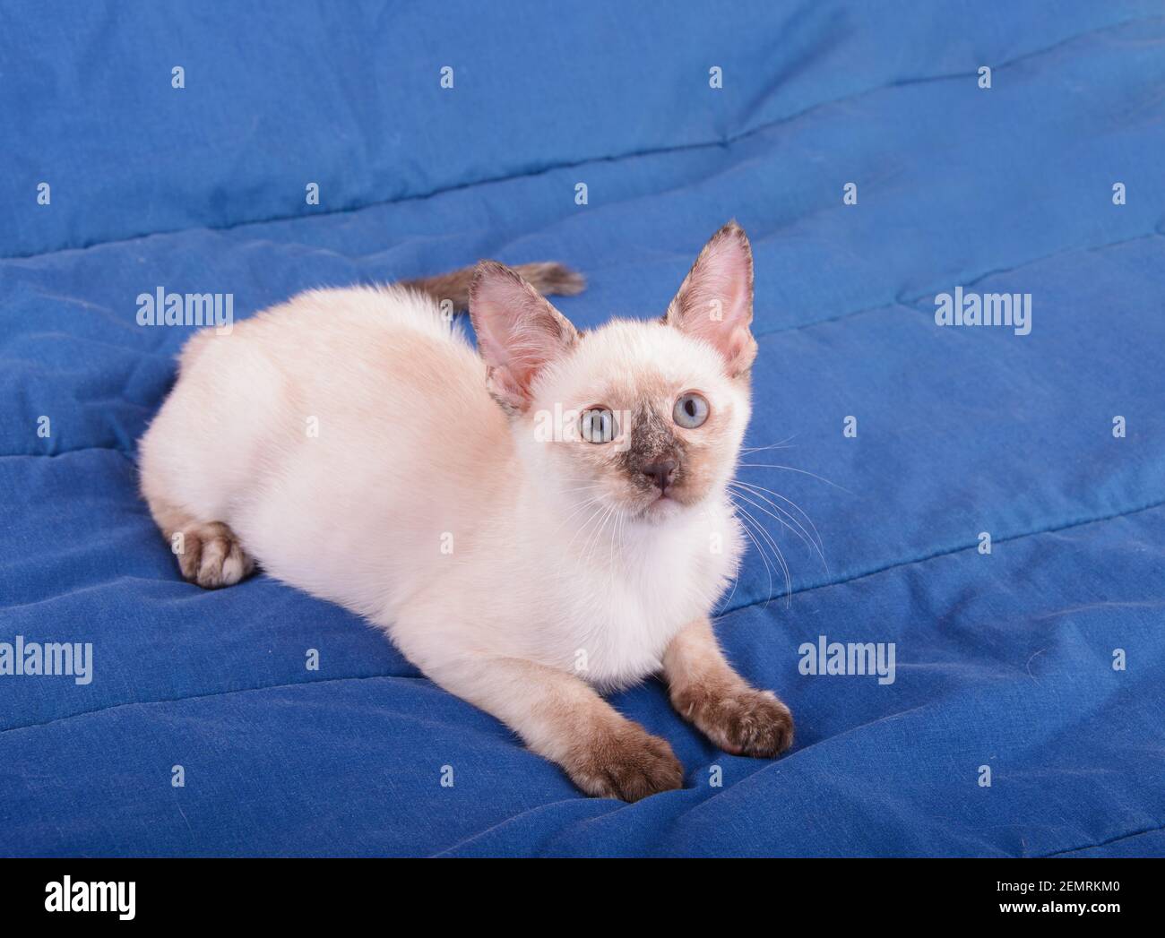 Schöne junge tortie Point Siam Kätzchen ruht auf einer blauen Decke, Blick nach oben Stockfoto