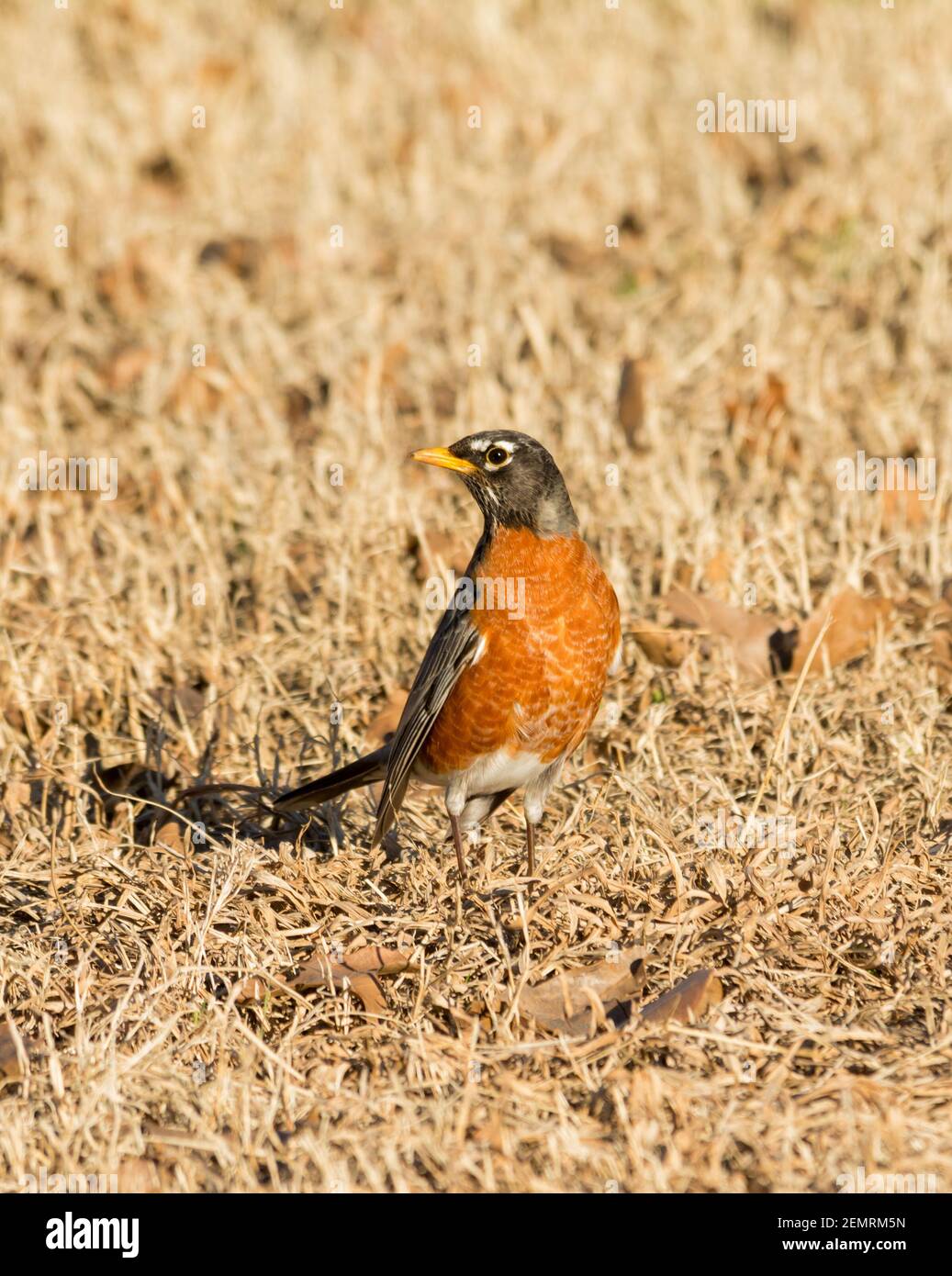 American Robin auf der Suche nach Nahrung in trockenen, ruhenden, Gras an einem sonnigen Wintertag Stockfoto