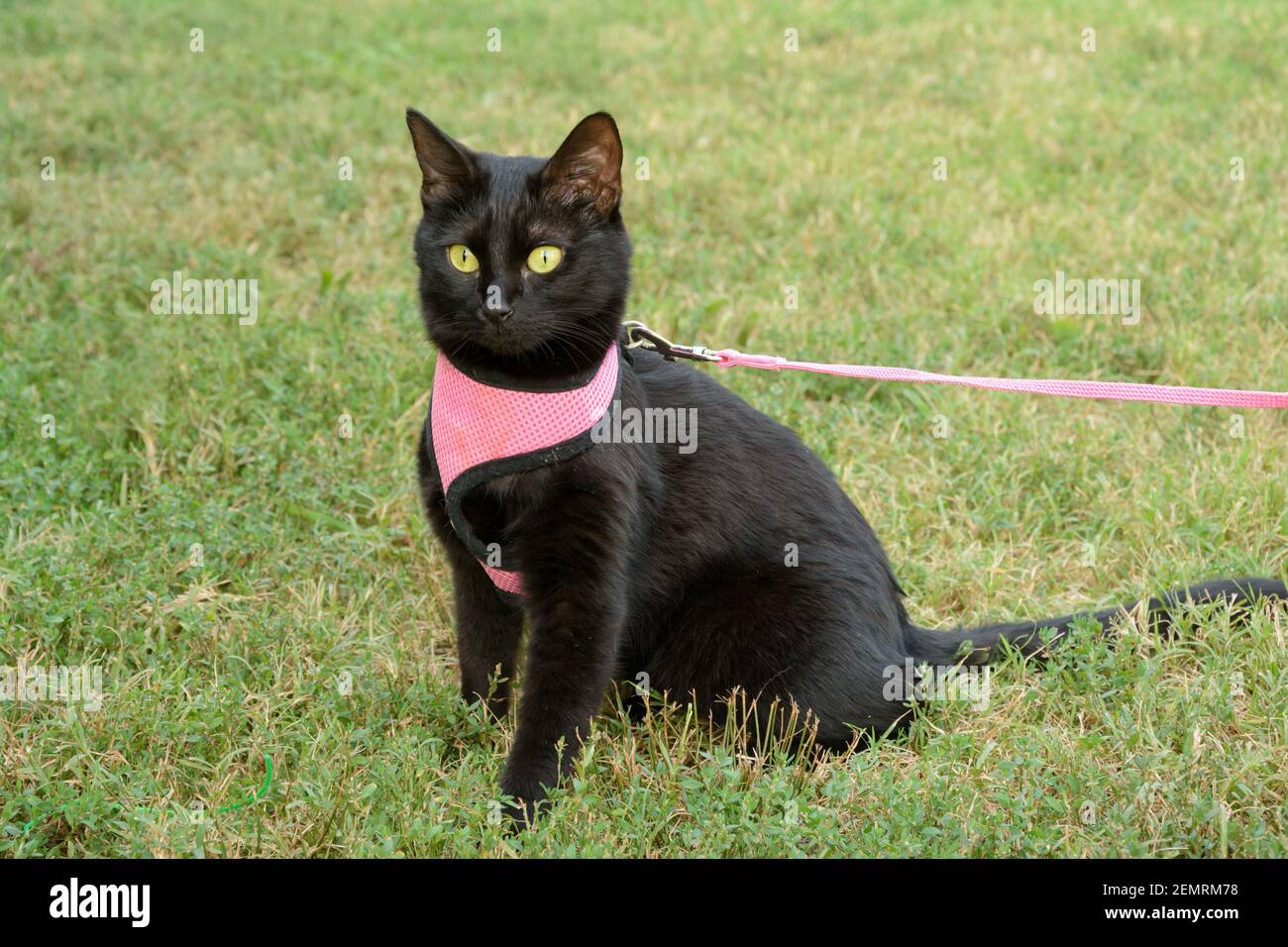 Schöne, glänzende schwarze Katze auf einem Spaziergang im Freien in rosa Geschirr Stockfoto
