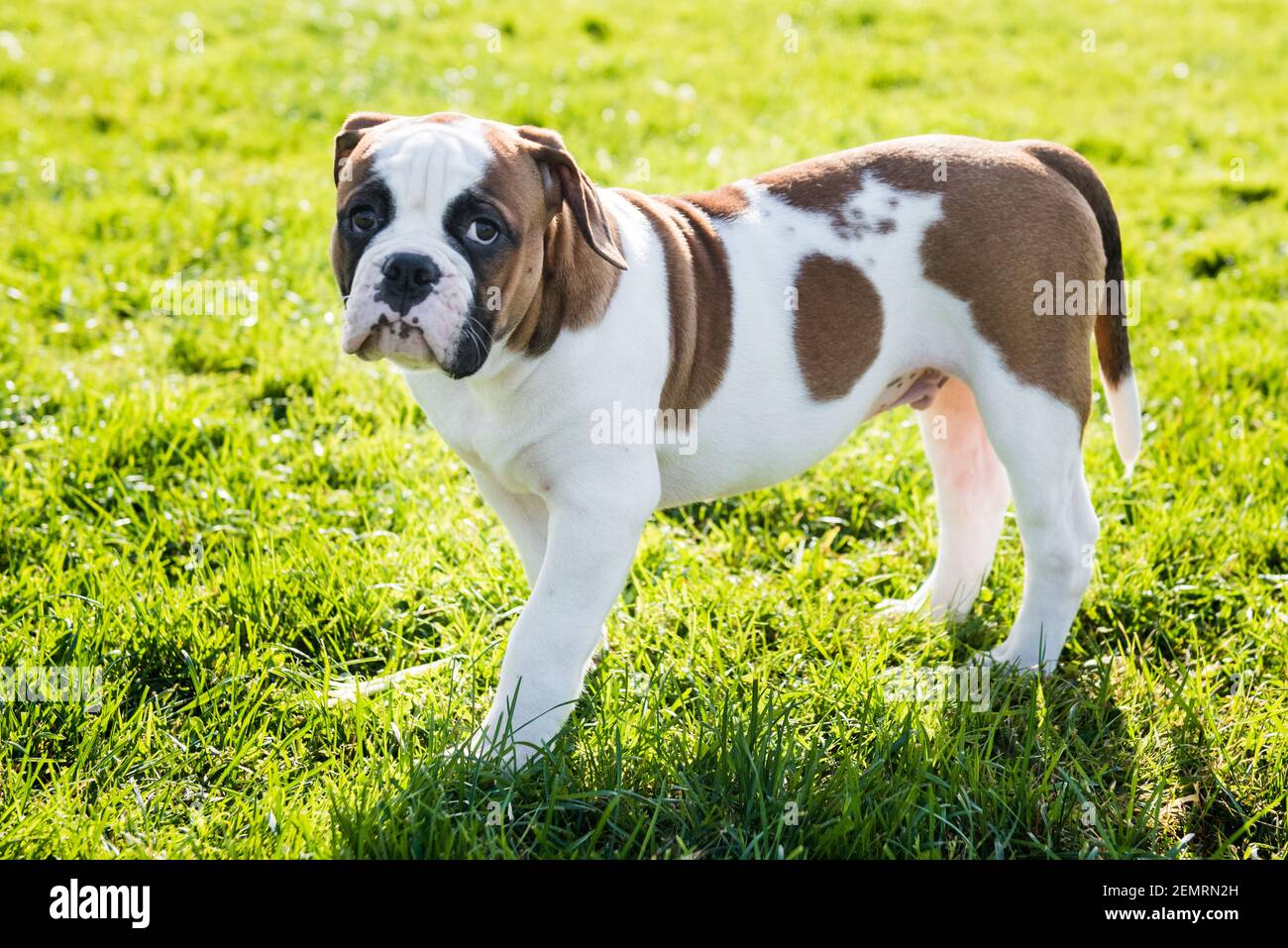 Aggressive Bulldog Stockfotos Und Bilder Kaufen Alamy