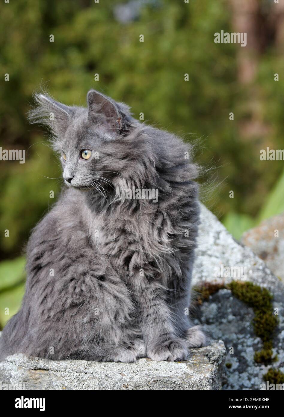 Vier Monate alte norwegische Waldkatze Kätzchen im Garten Stockfoto