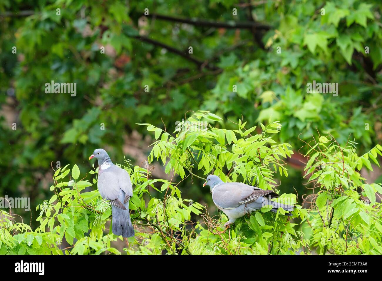 Gewöhnliche Taube (Columba palumbus), Erwachsene, die sich auf den Blättern des japanischen Pagodenbaums (Styphnolobium japonicum) ernähren. Barcelona. Katalonien. Spanien. Stockfoto