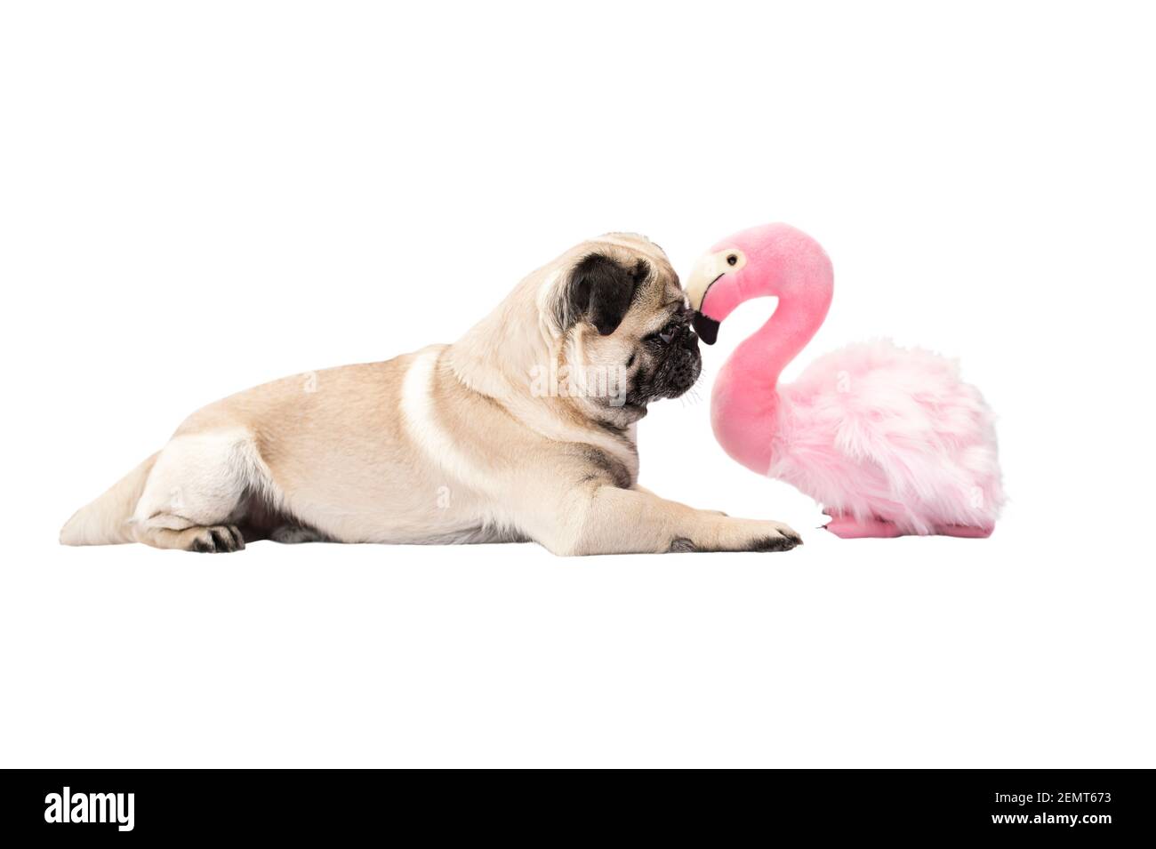 Vor einem Flamingo liegt ein beiger Hund der Moorrasse. Verschiedene Tiere sind tolerant trotz Vielfalt. Vor weißem Hintergrund. Stockfoto