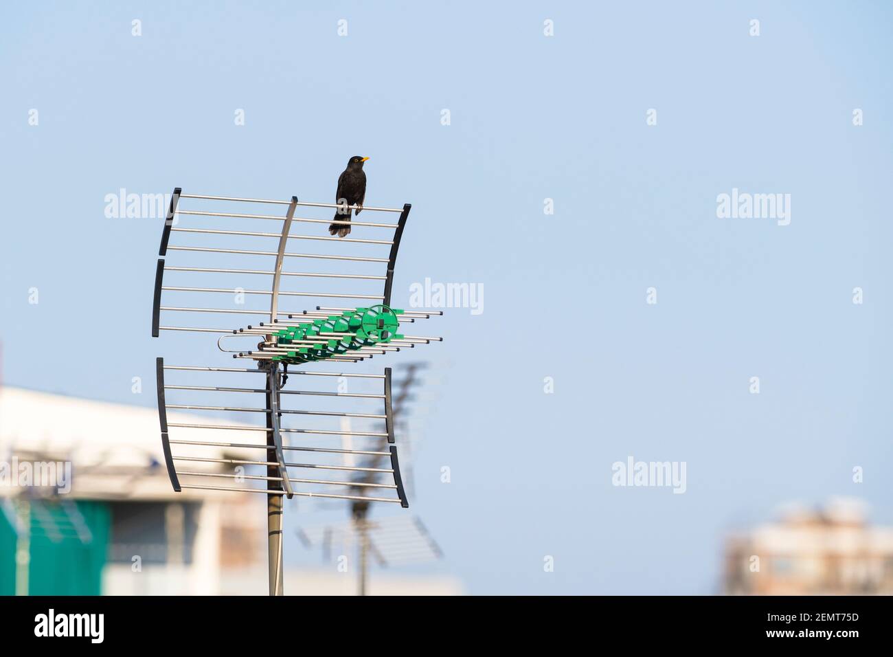 Eurasischer Amsel (Turdus merula) Männchen auf Antenne. Barcelona. Katalonien. Spanien. Stockfoto