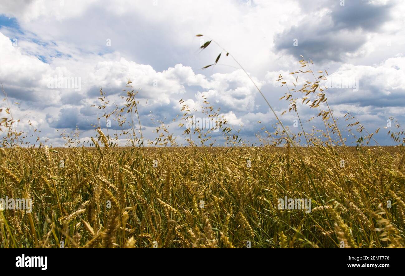 Sommerhimmel und gereifter Weizen auf dem Feld Stockfoto