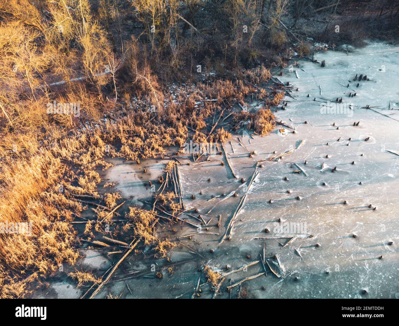Luftdrohne Winterlandschaft auf gefrorenen winterlichen wilden See im Wald mit umgestürzten Bäumen in warmen Sonnenuntergang Licht. Fliegen Sie über den Naturpark Luftbild Stockfoto