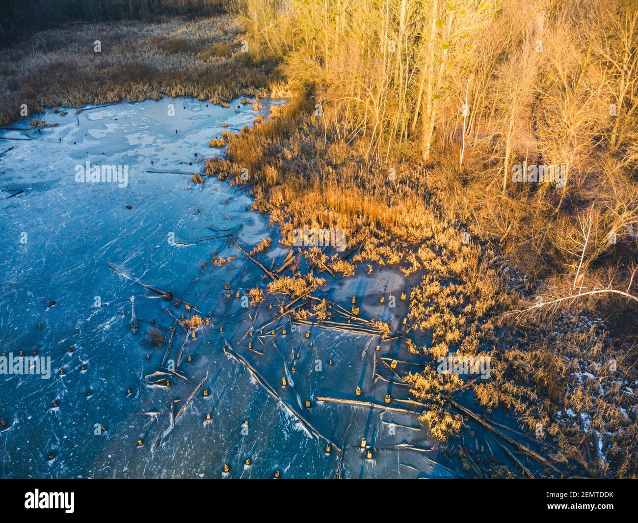 Luftdrohne Winterlandschaft auf gefrorenen winterlichen wilden See im Wald mit umgestürzten Bäumen in warmen Sonnenuntergang Licht. Fliegen Sie über den Naturpark Luftbild Stockfoto