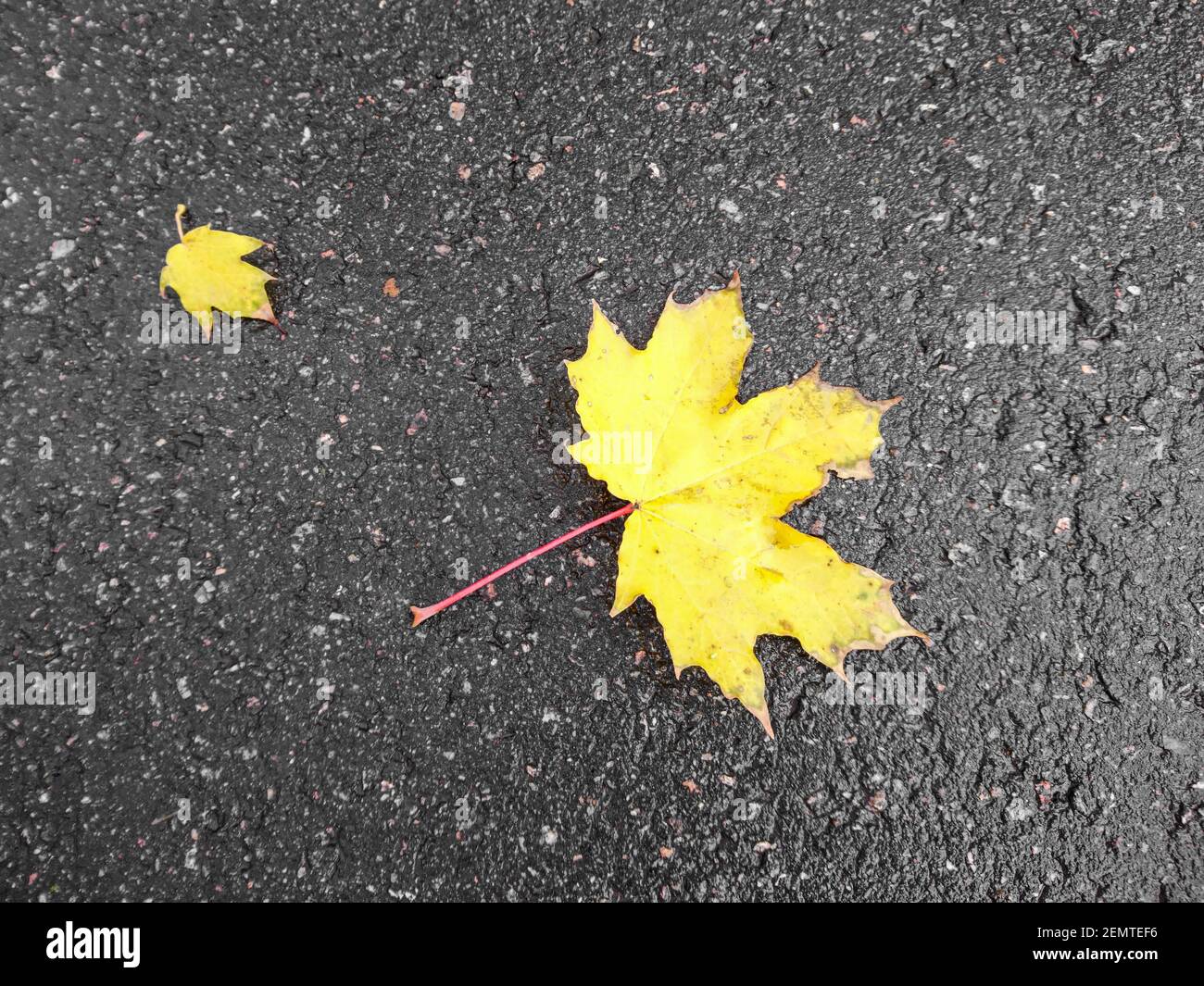 Herbstgelb Ahornblatt liegt auf nassem Asphalt, Draufsicht, Nahaufnahme. Vergilbtes gefallenes Blatt eines Baumes auf grauem Hintergrund. Herbstkonzept Stockfoto