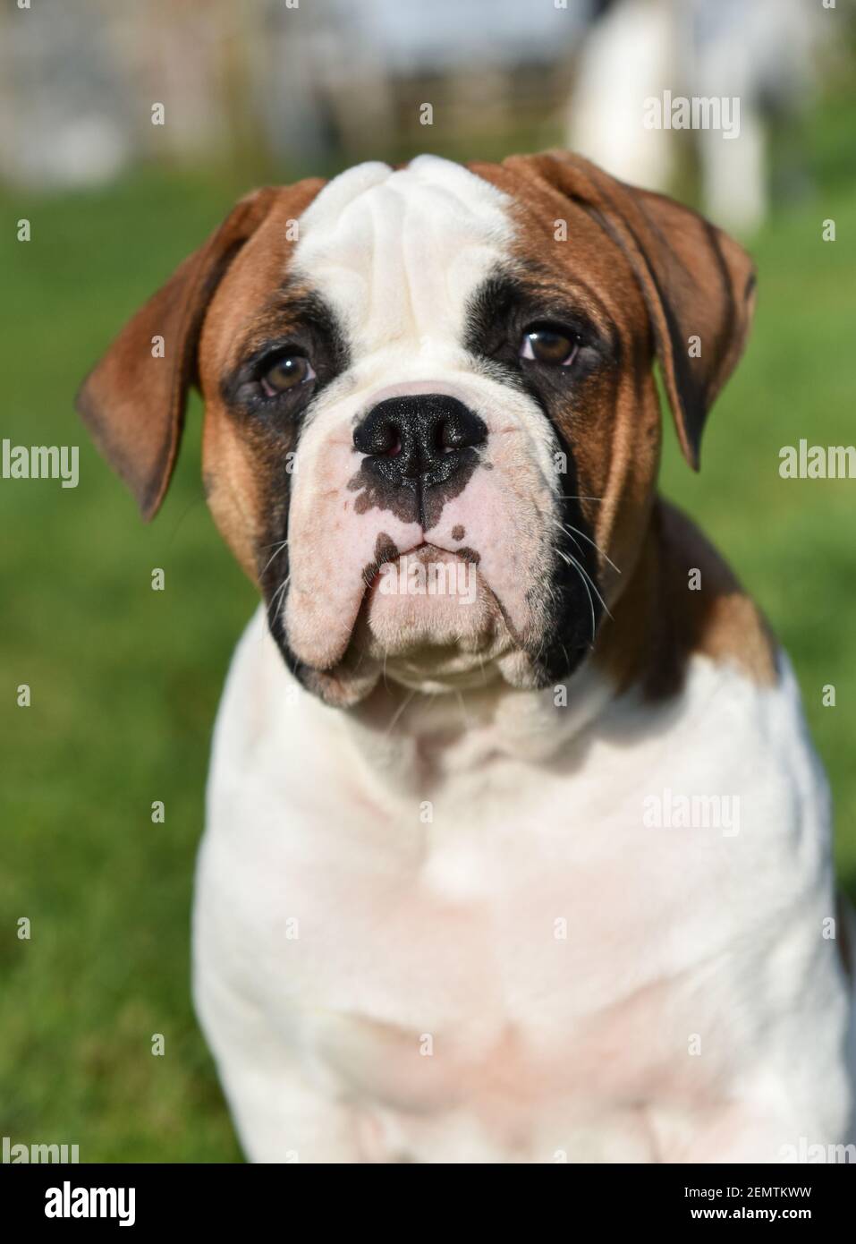 Aggressive Bulldog Stockfotos Und Bilder Kaufen Alamy