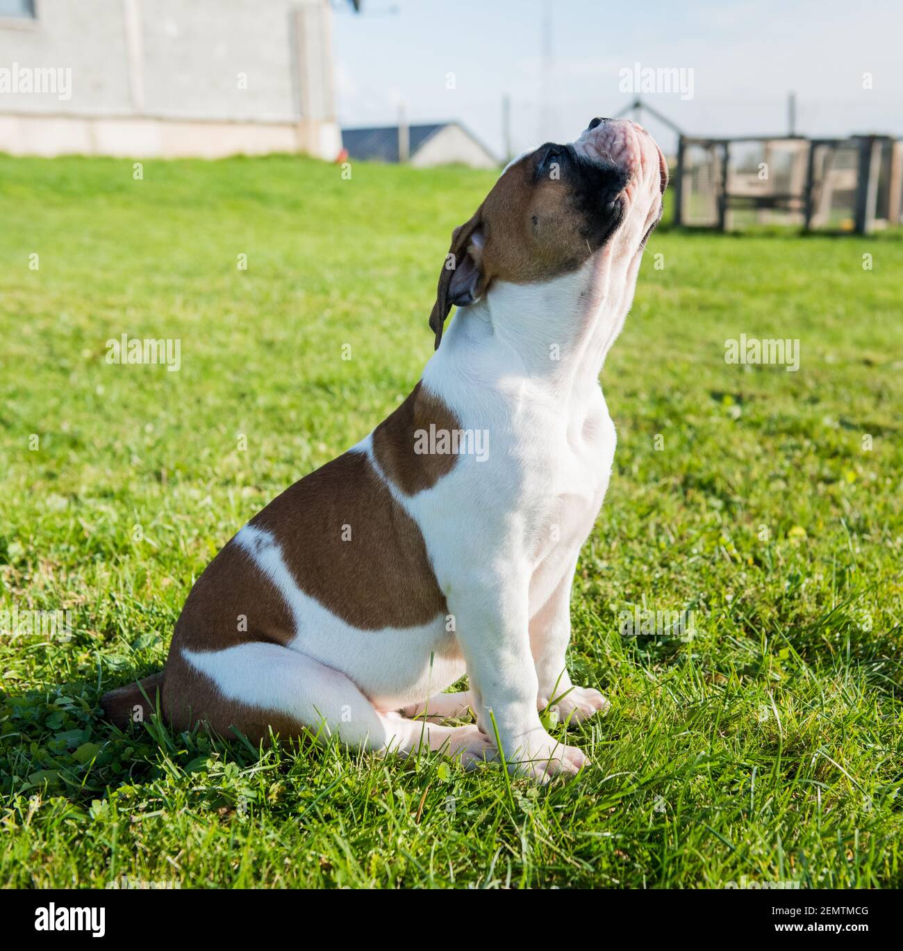 Aggressive Bulldog Stockfotos Und Bilder Kaufen Alamy