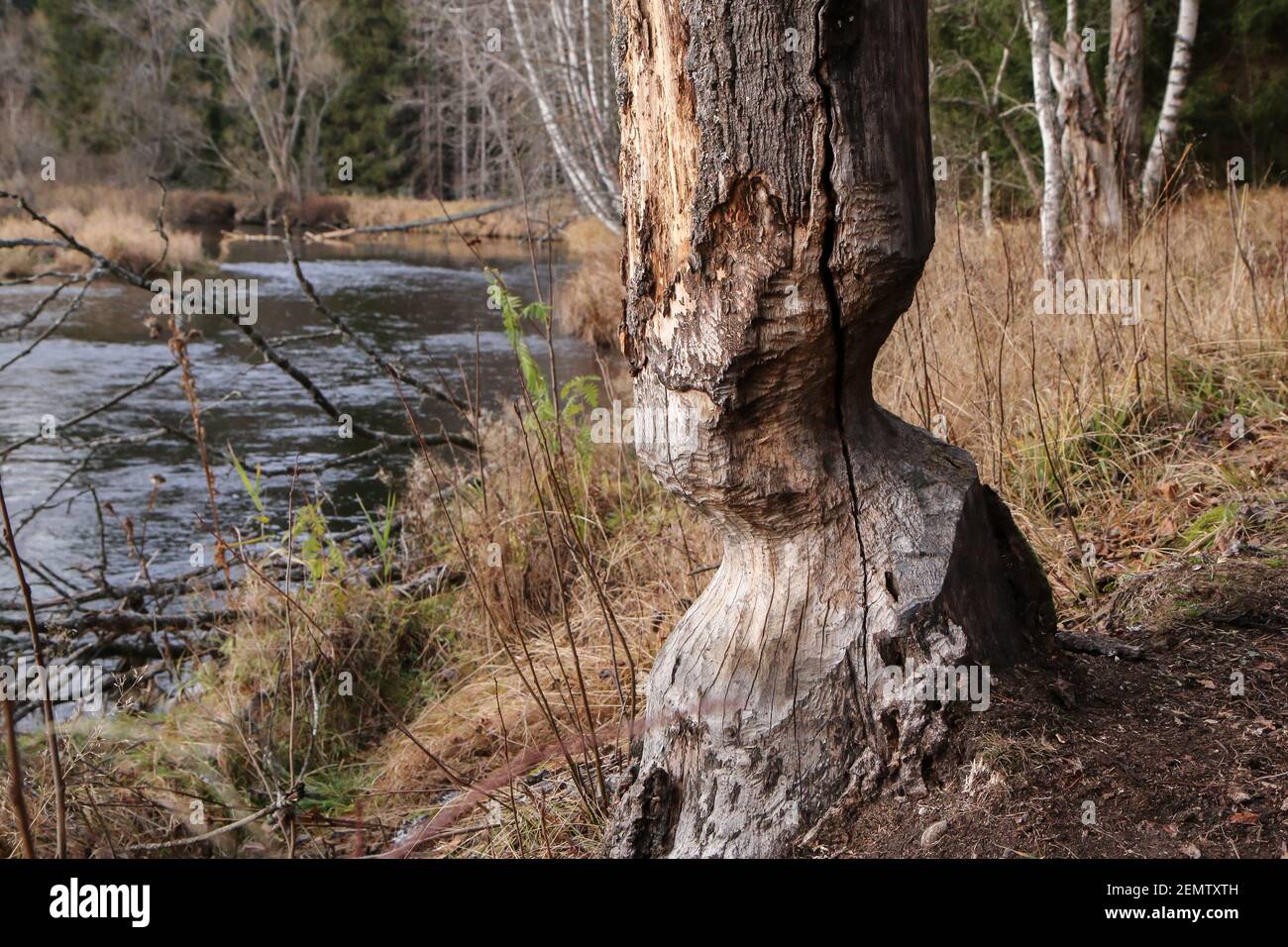 Das Detail des Baumstammes wurde vom Biber weggenagt. Stehen am Fluss, wo sie ihre Dämme bauen. Stockfoto