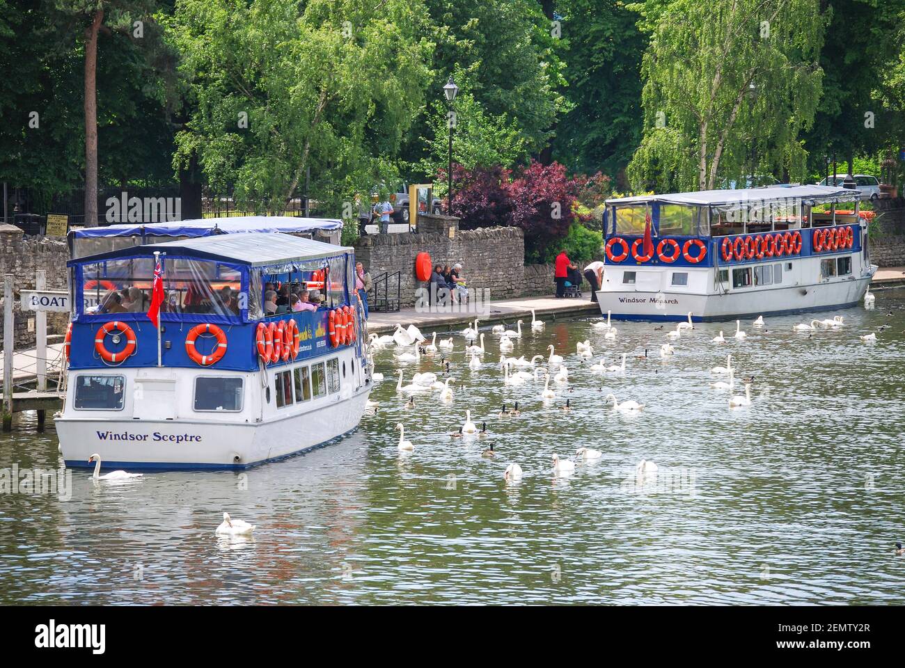 Kreuzfahrt Boote und Schwäne auf der Themse, Windsor, Berkshire, England, Vereinigtes Königreich Stockfoto