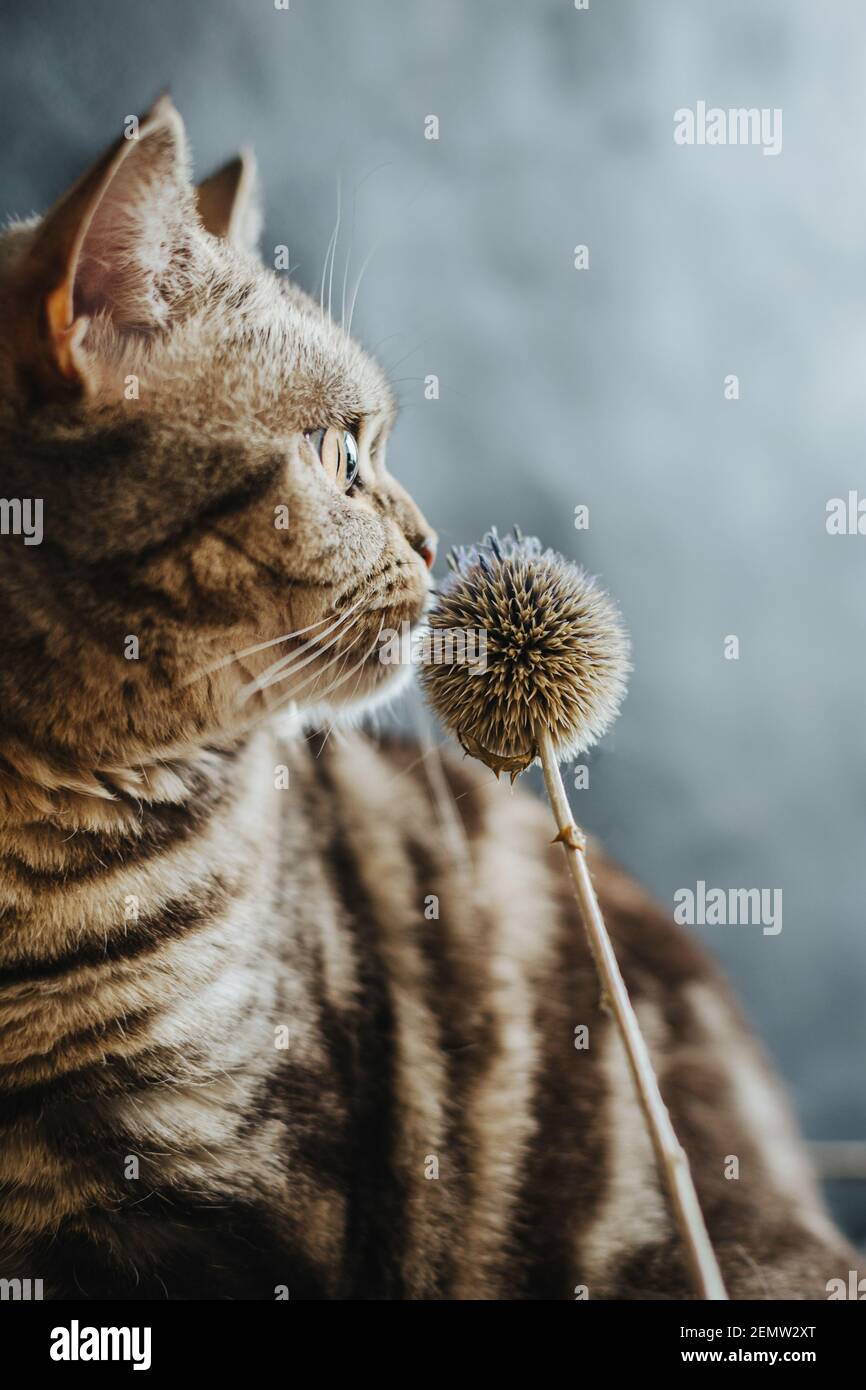 Porträt einer lustigen Katze (Scottish Straight Breed), dunkler Hintergrund. Tabby graue Katze. Stockfoto
