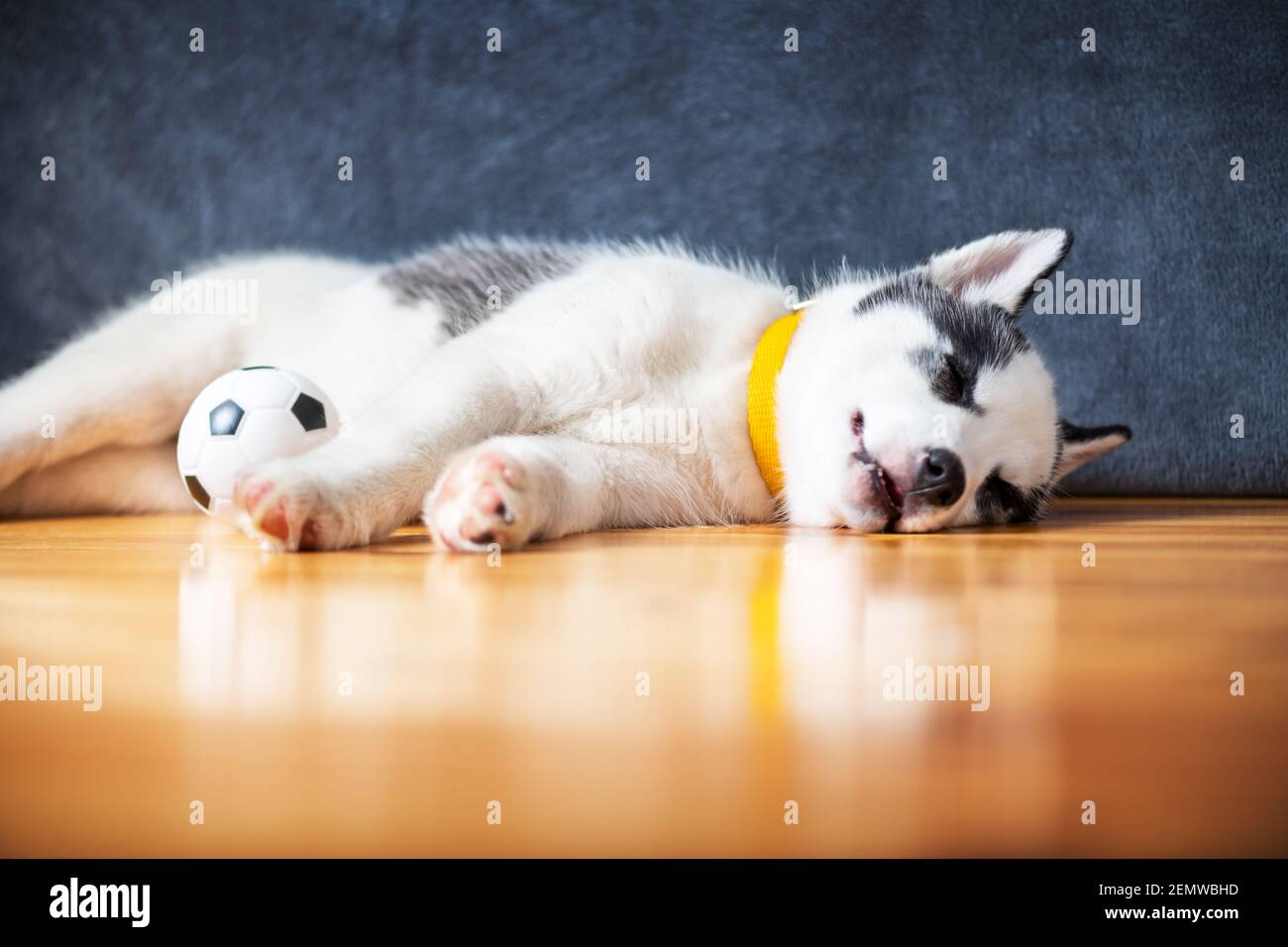 Ein kleiner weißer Hund Welpe Rasse sibirischen Husky mit schönen blauen Augen liegt auf Holzboden mit Kugelspielzeug. Hunde und Haustiere Fotografie Stockfoto
