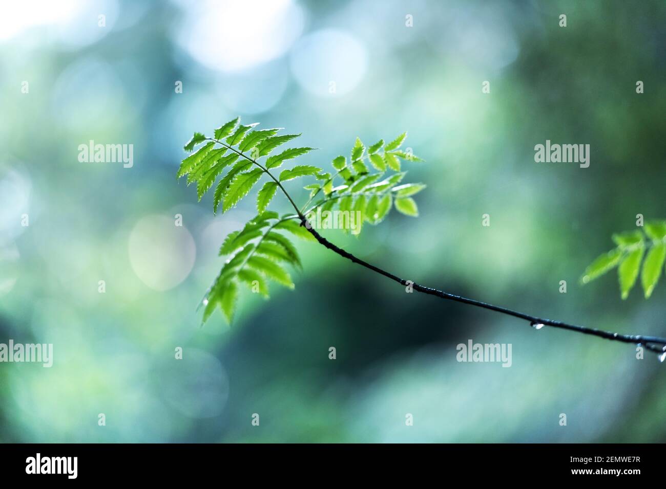 Nahaufnahme Naturansicht von grünen Blättern auf Frühlingszweigen auf verschwommenem Hintergrund im Wald. Copyspace machen Verwendung als natürliche grüne Pflanzen und Ökologie Hintergrund Stockfoto
