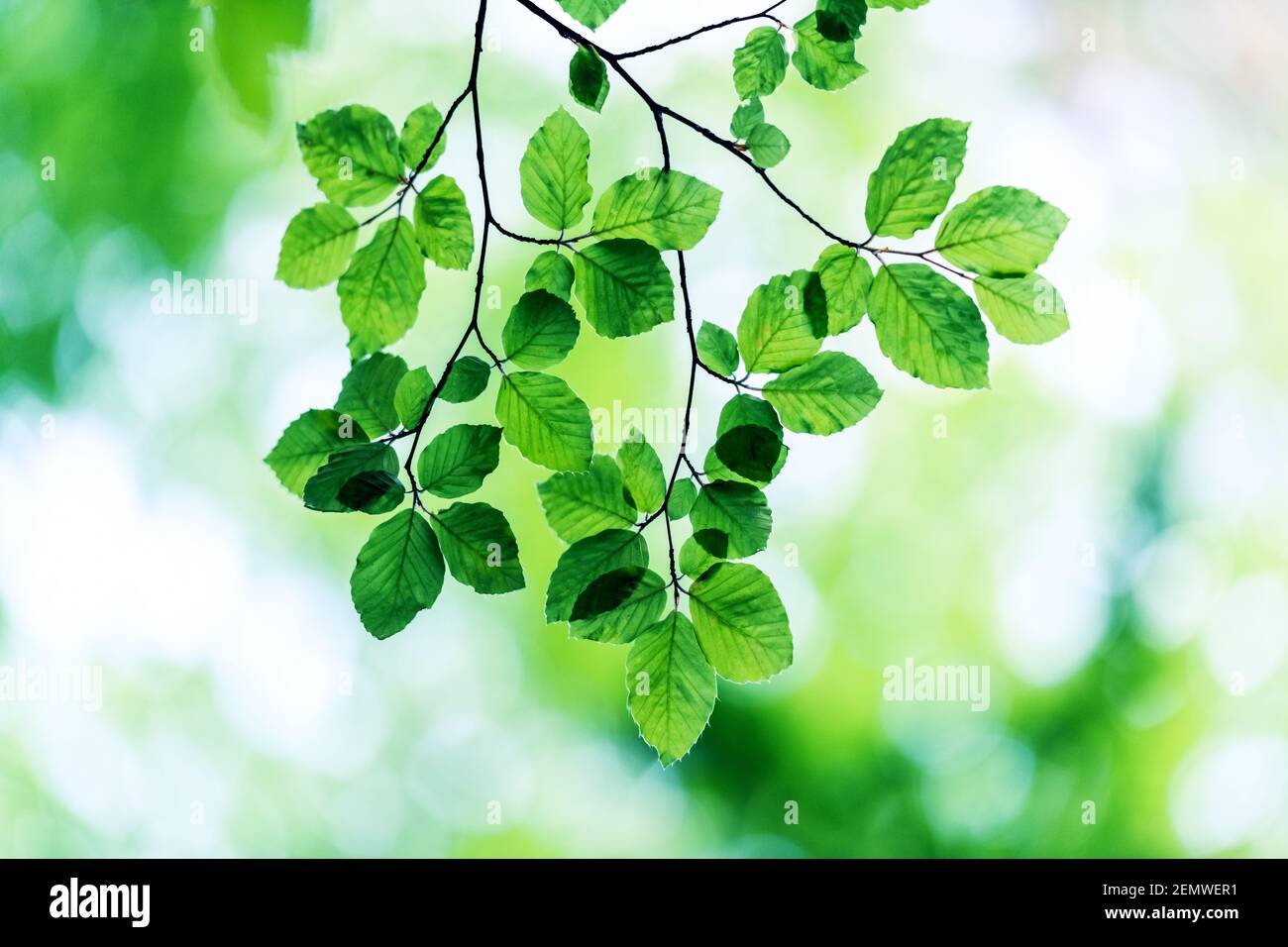 Nahaufnahme Natur Blick auf grüne Buche Blatt auf Frühlingszweige auf verschwommenem Hintergrund im Wald. Copyspace machen Verwendung als natürliche grüne Pflanzen und Ökologie Hintergrund Stockfoto