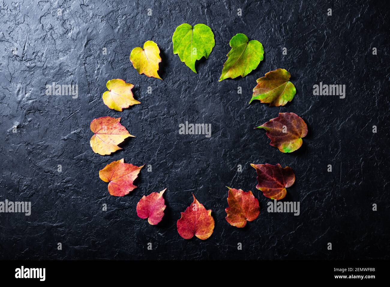 Die bunten Blätter sind harmonisch in einem Farbkreis wie eine Uhr auf schwarzem Grund angeordnet. Das Konzept der wechselnden Jahreszeiten Stockfoto