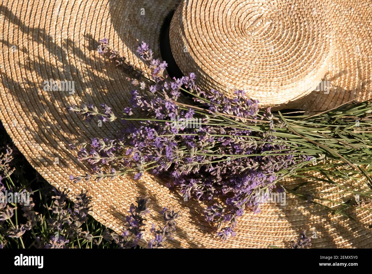 Ein großer Hut aus natürlichem Stroh mit breiten Rändern mit einem Bouquet von Lavendel in einem Lavendelfeld. Stockfoto