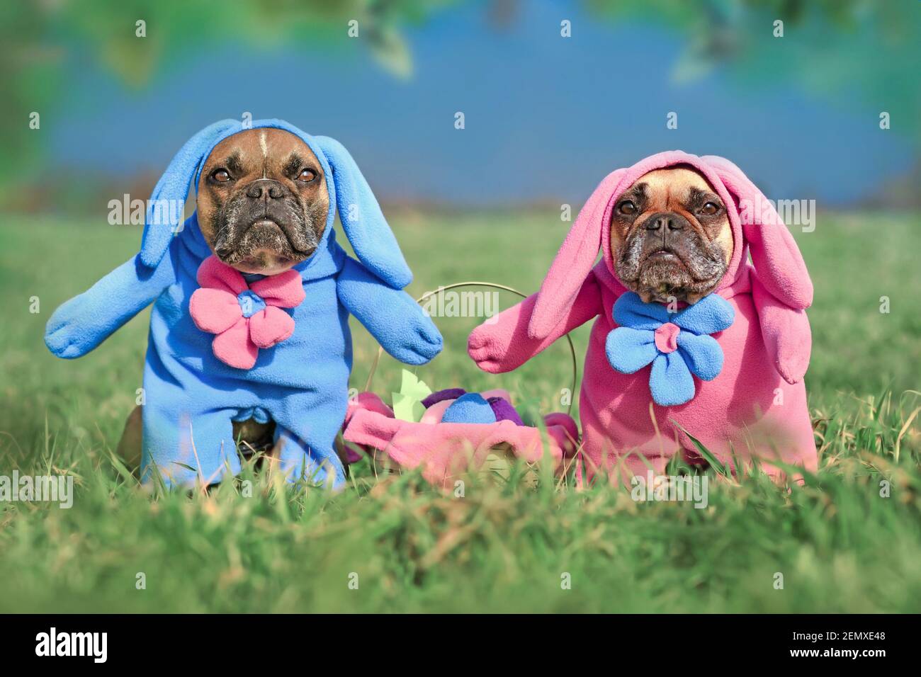 Ein Paar französische Bulldoggen in lustigen Osterhasen-Kostümen Mit osterkorb an Stockfoto