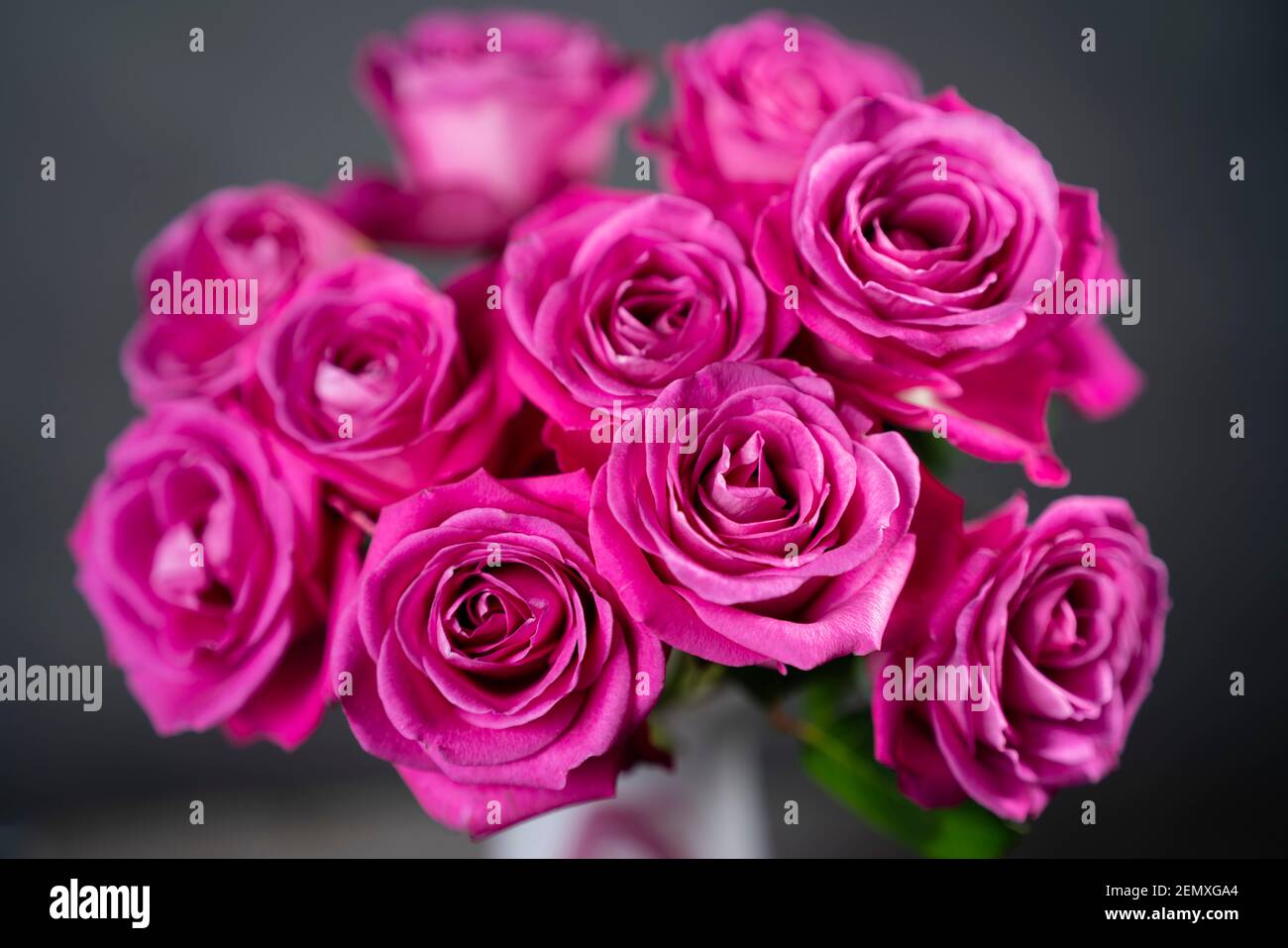 Rot-rosa Rosen in einem Adrian Sankey Art Glaskoffer. Rosen öffnen sich nach 11 Tagen in der Vase. Stockfoto