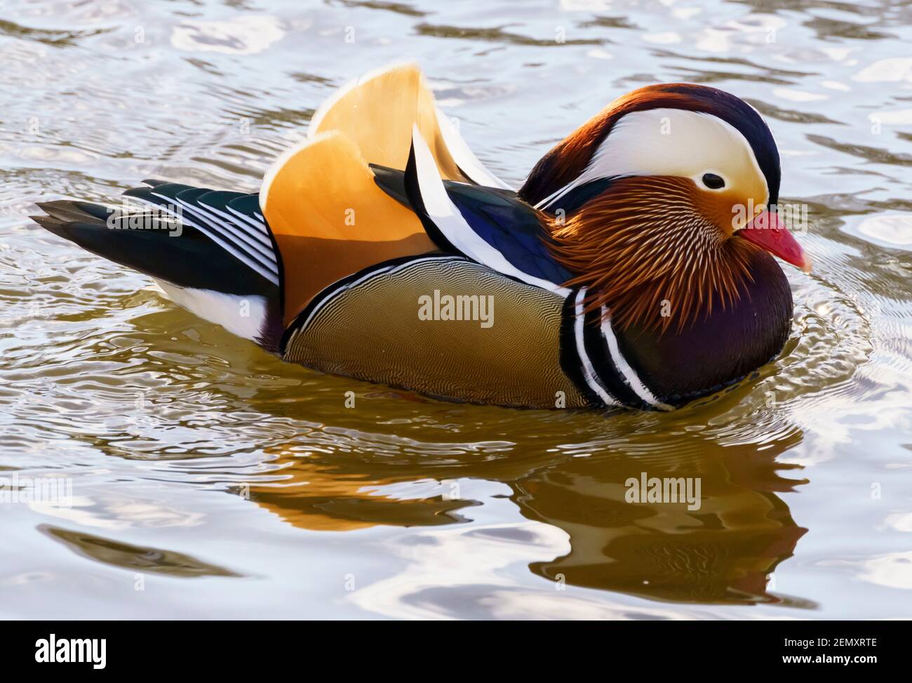 Gastbewohner - ein Mandarin-entendrake auf dem River Tweed in Kelso, Schottland, im Februar. Ein einziges Beispiel in einer Schar von Stockenten. Stockfoto