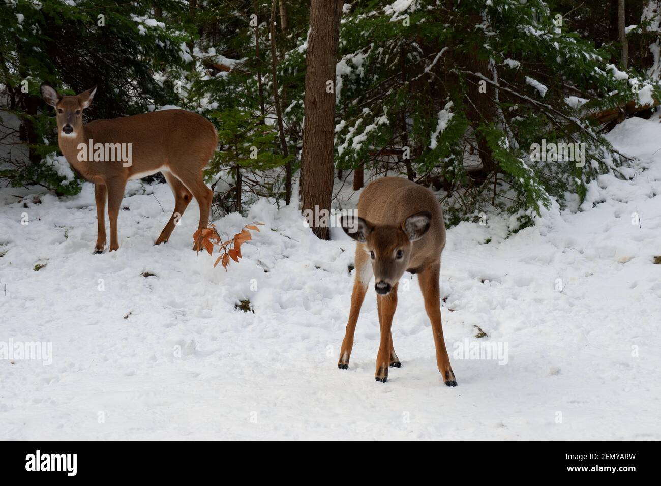 Hirsch im Winterwald. Wild Canada. Tiere von Nova Scotia. Stockfoto