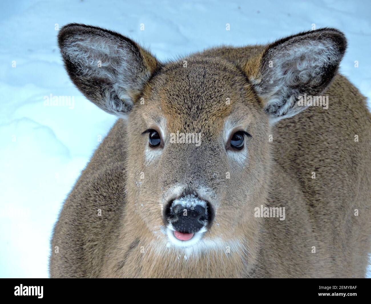 Junge Hirsche im Winterwald. Wild Canada. Tiere von Nova Scotia. Stockfoto