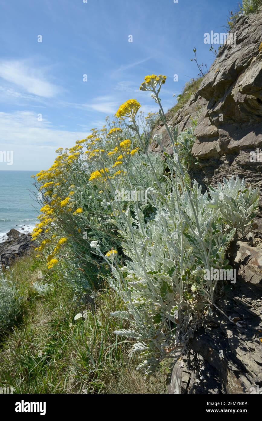 Silberragwort / Dusty Miller (jacobaea maritima / Senecio cineraria), eine mediterrane Art, die an britischen Küsten an einer Klippe, Cornwall, Großbritannien, eingebürgert wird Stockfoto