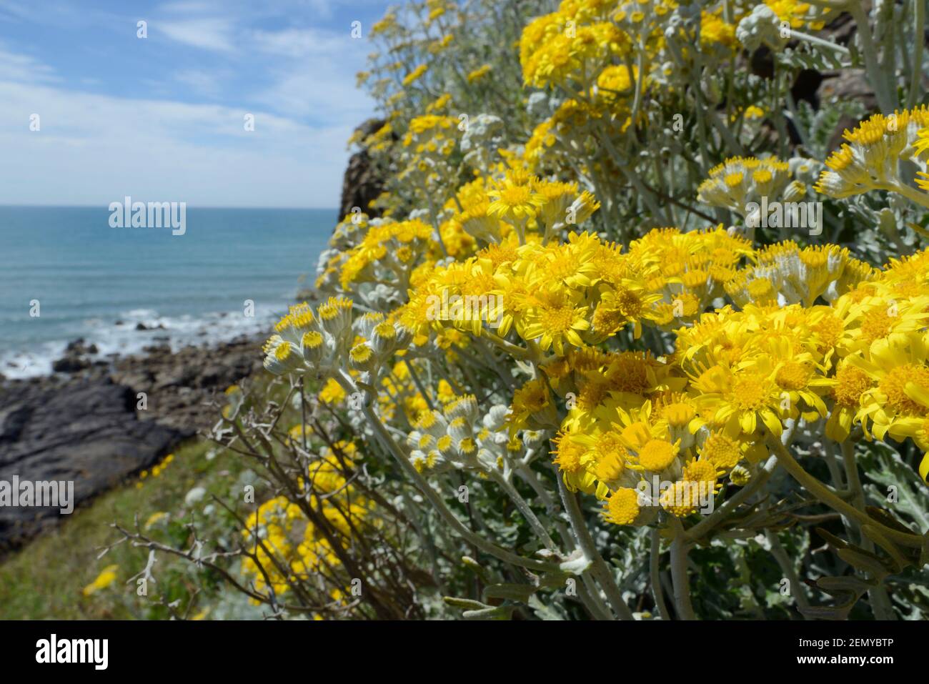 Silberragwort / Dusty Miller (jacobaea maritima / Senecio cineraria), eine mediterrane Art, die an britischen Küsten an einer Klippe, Cornwall, Großbritannien, eingebürgert wird Stockfoto