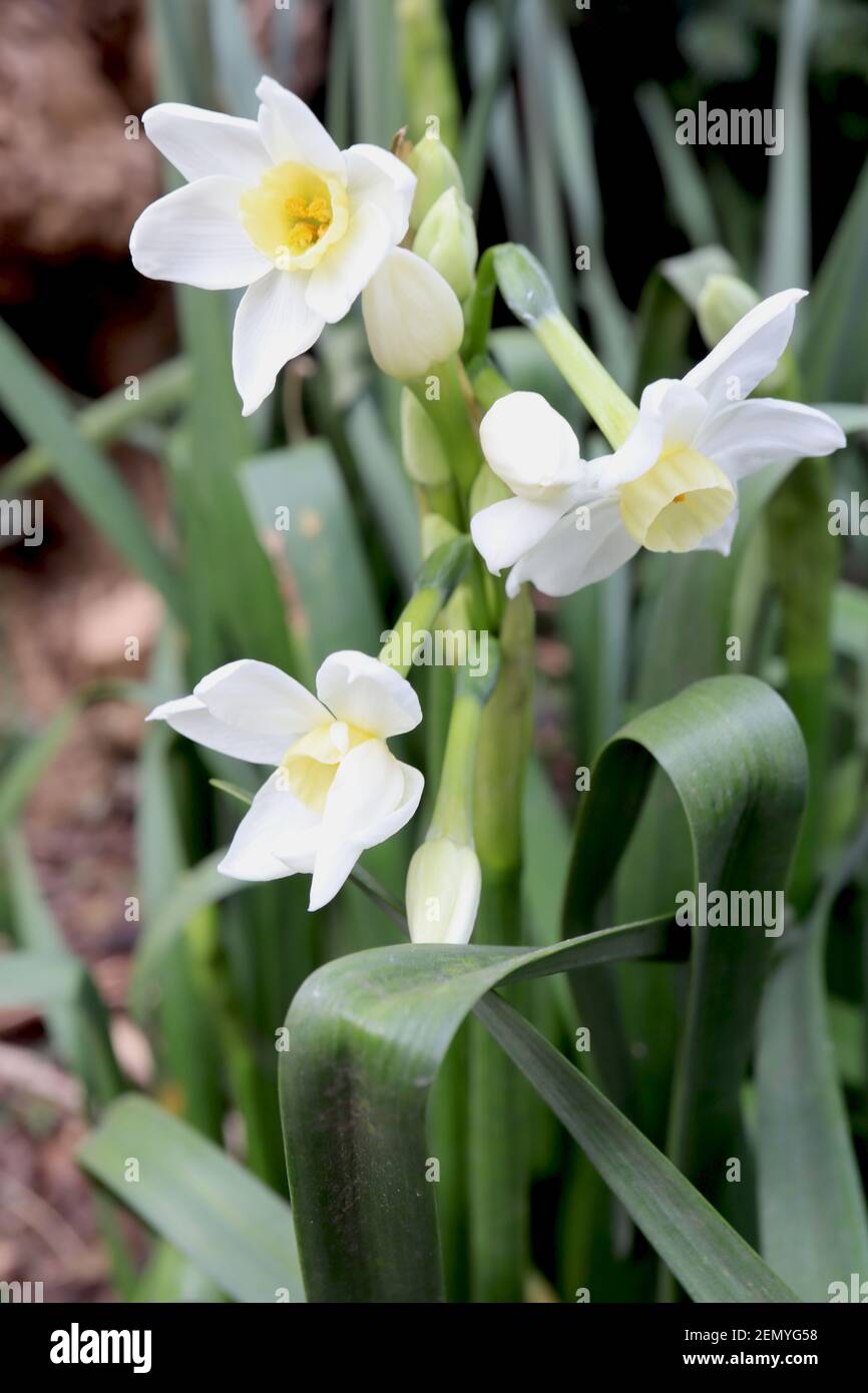 Narcissus ‘Scilly White’ Division 8 Tazetta Daffodils mit mehreren Köpfen leicht duftende Narzisse mit hellgrünem gelben Becher, Februar, England, Großbritannien Stockfoto