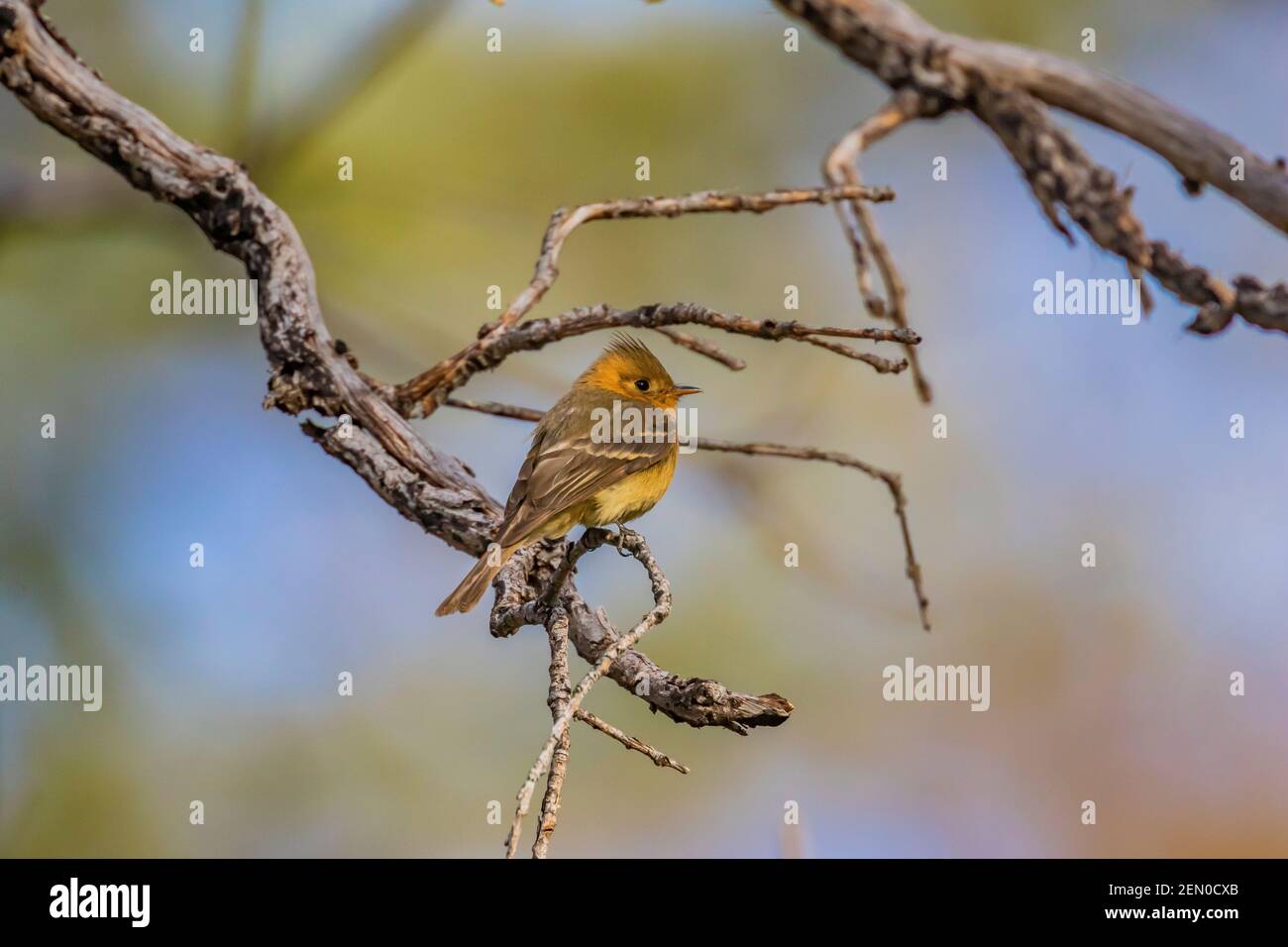 Tufted Flycatcher, Mitrephanes phaeocercus, ein seltener mexikanischer Besucher in der Nähe des Reef Townsite Campground in den Huachuca Mountains, Coronado National Forest, Stockfoto