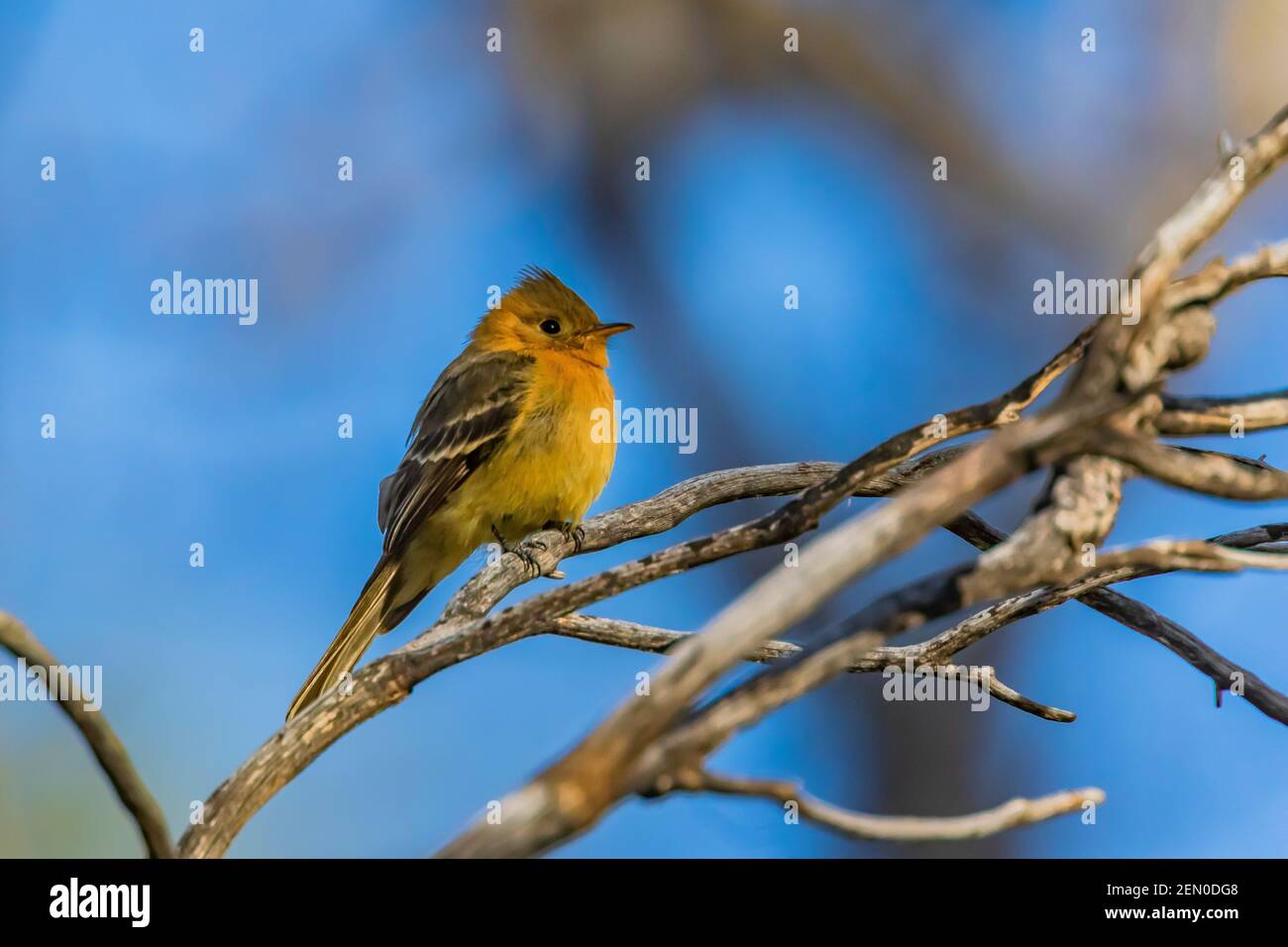 Tufted Flycatcher, Mitrephanes phaeocercus, ein seltener mexikanischer Besucher in der Nähe des Reef Townsite Campground in den Huachuca Mountains, Coronado National Forest, Stockfoto