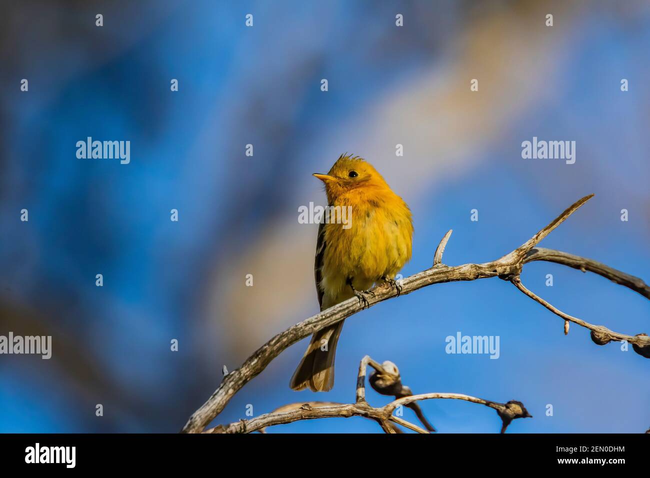 Tufted Flycatcher, Mitrephanes phaeocercus, ein seltener mexikanischer Besucher in der Nähe des Reef Townsite Campground in den Huachuca Mountains, Coronado National Forest, Stockfoto