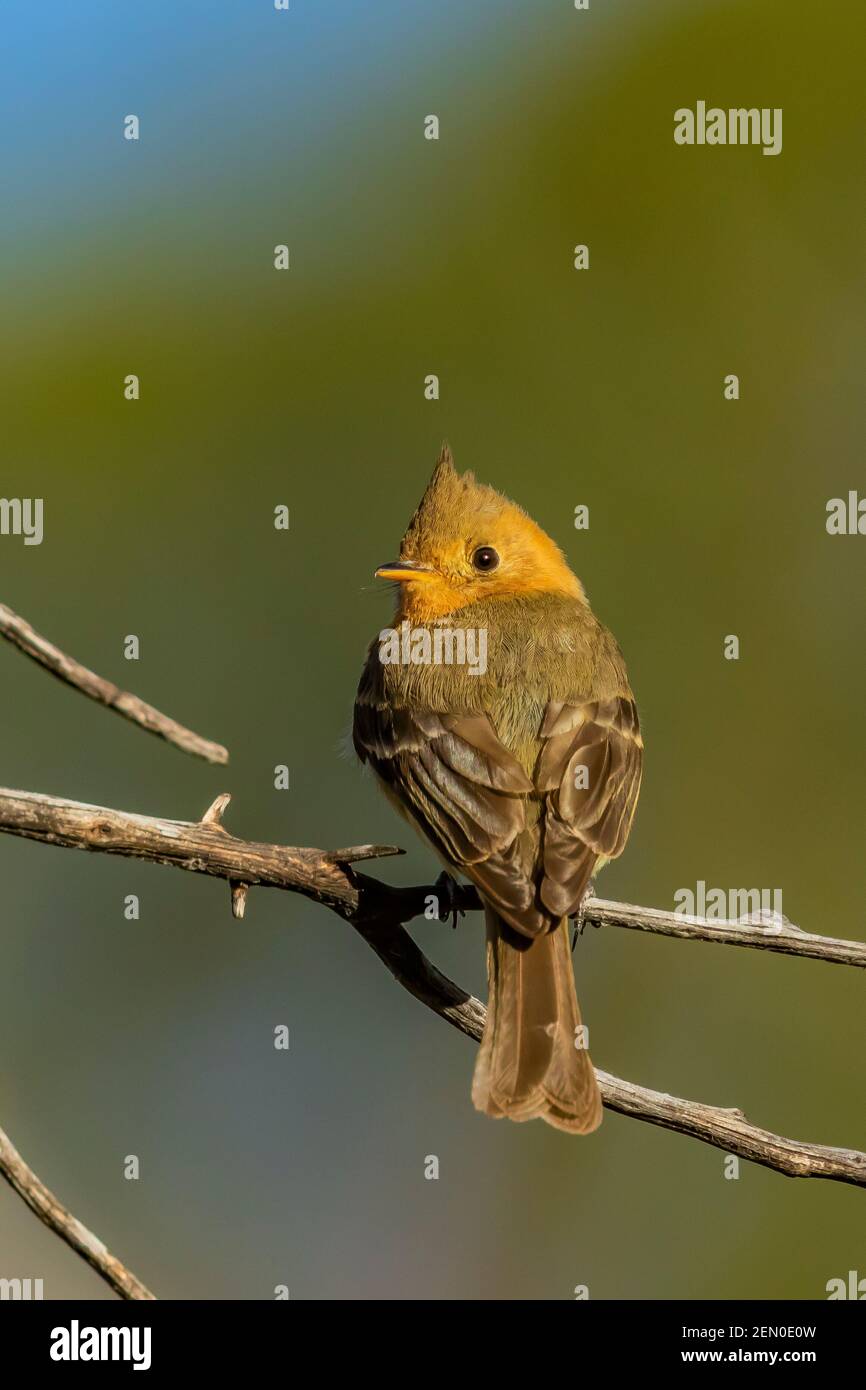 Tufted Flycatcher, Mitrephanes phaeocercus, ein seltener mexikanischer Besucher in der Nähe des Reef Townsite Campground in den Huachuca Mountains, Coronado National Forest, Stockfoto