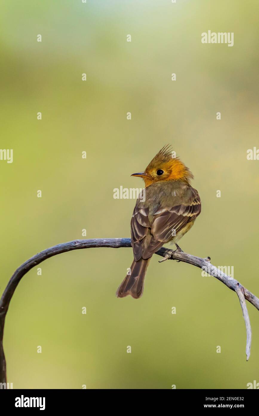 Tufted Flycatcher, Mitrephanes phaeocercus, ein seltener mexikanischer Besucher in der Nähe des Reef Townsite Campground in den Huachuca Mountains, Coronado National Forest, Stockfoto