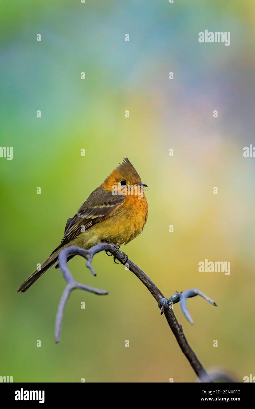 Tufted Flycatcher, Mitrephanes phaeocercus, ein seltener mexikanischer Besucher in der Nähe des Reef Townsite Campground in den Huachuca Mountains, Coronado National Forest, Stockfoto