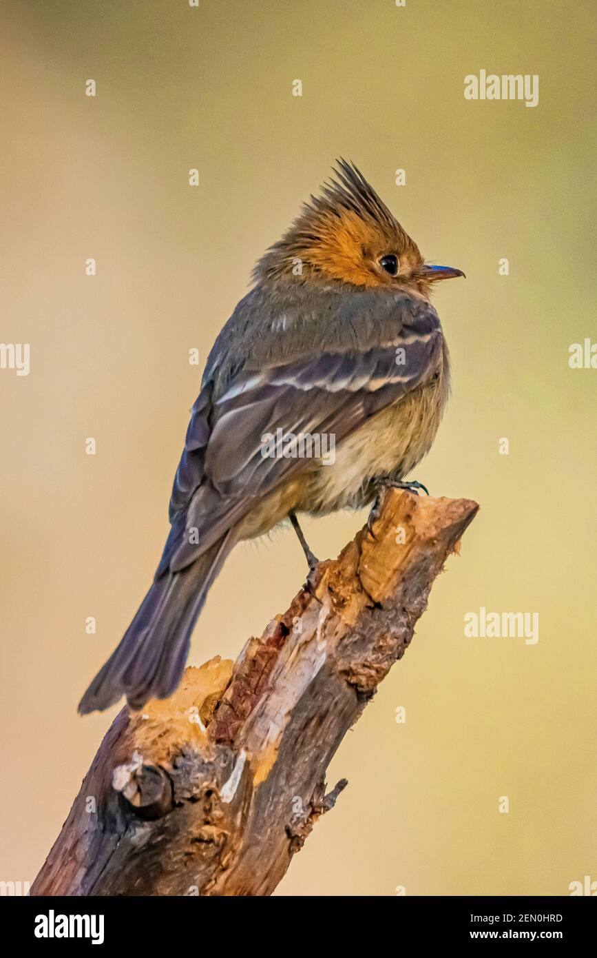 Tufted Flycatcher, Mitrephanes phaeocercus, ein seltener mexikanischer Besucher in der Nähe des Reef Townsite Campground in den Huachuca Mountains, Coronado National Forest, Stockfoto