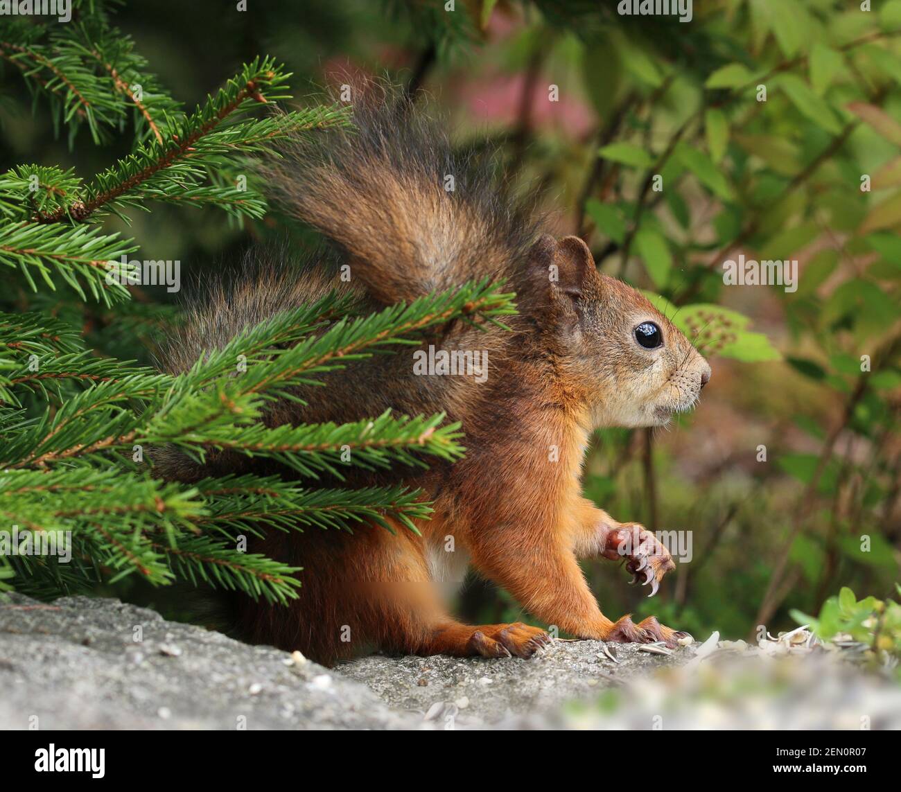 Alert Rothörnchen in der grünen natürlichen Waldumgebung Stockfoto