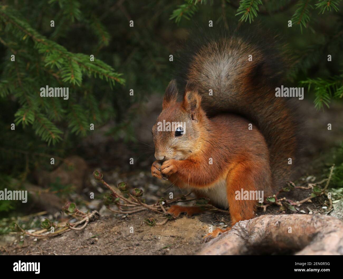 Niedliche rote Eichhörnchen in natürlichen grünen Wald Umwelt Stockfoto