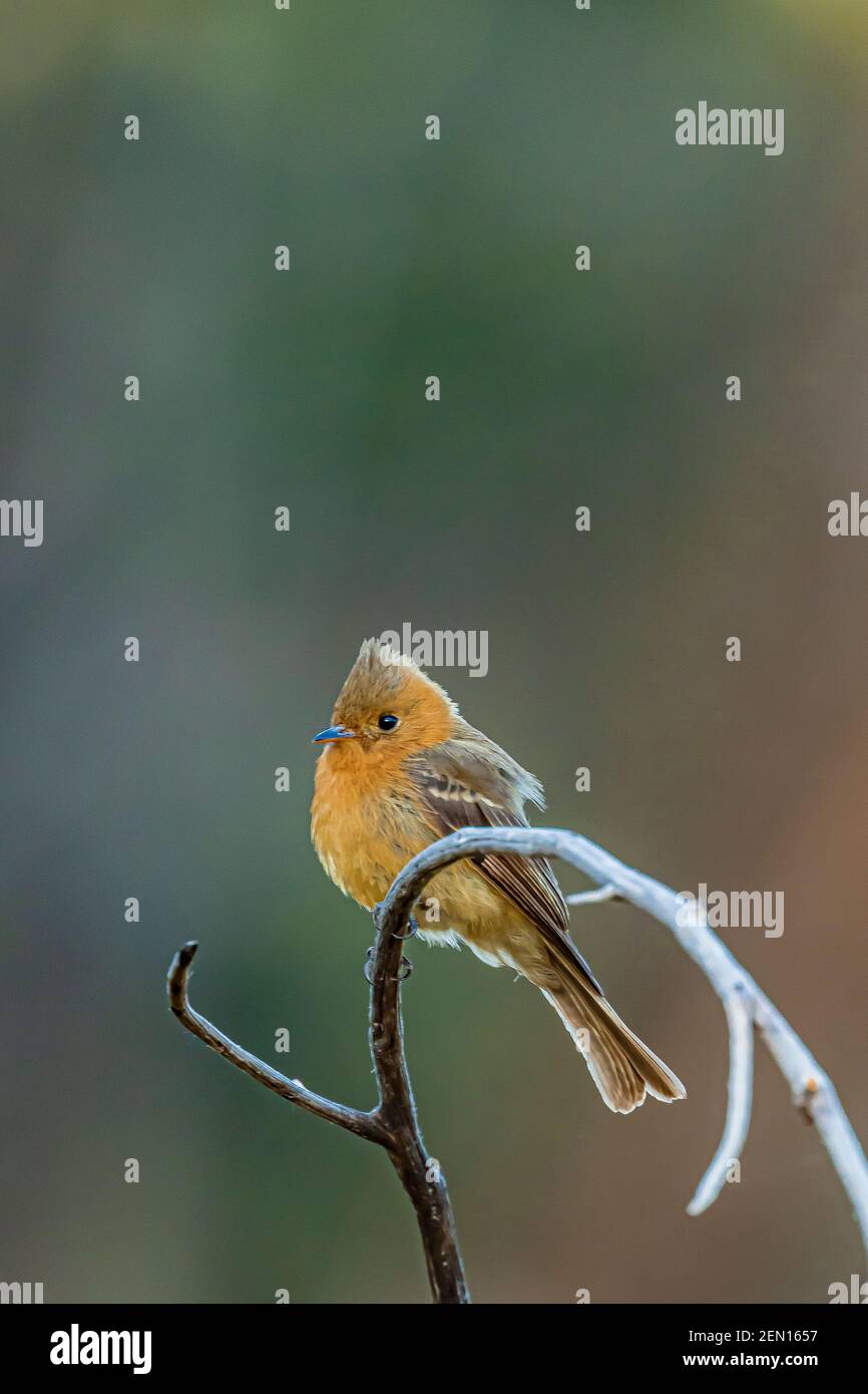 Tufted Flycatcher, Mitrephanes phaeocercus, ein seltener mexikanischer Besucher in der Nähe des Reef Townsite Campground in den Huachuca Mountains, Coronado National Forest, Stockfoto